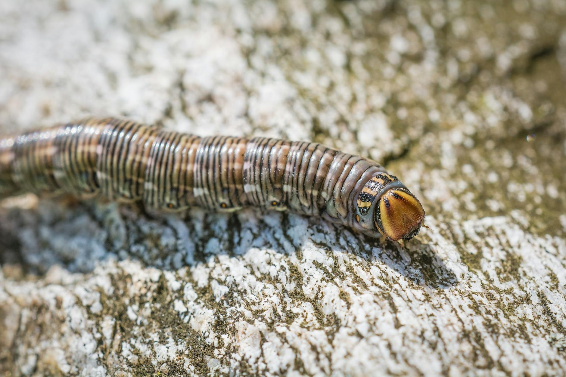 Worms Schädelfund Detailansicht: Worms Schädelfund