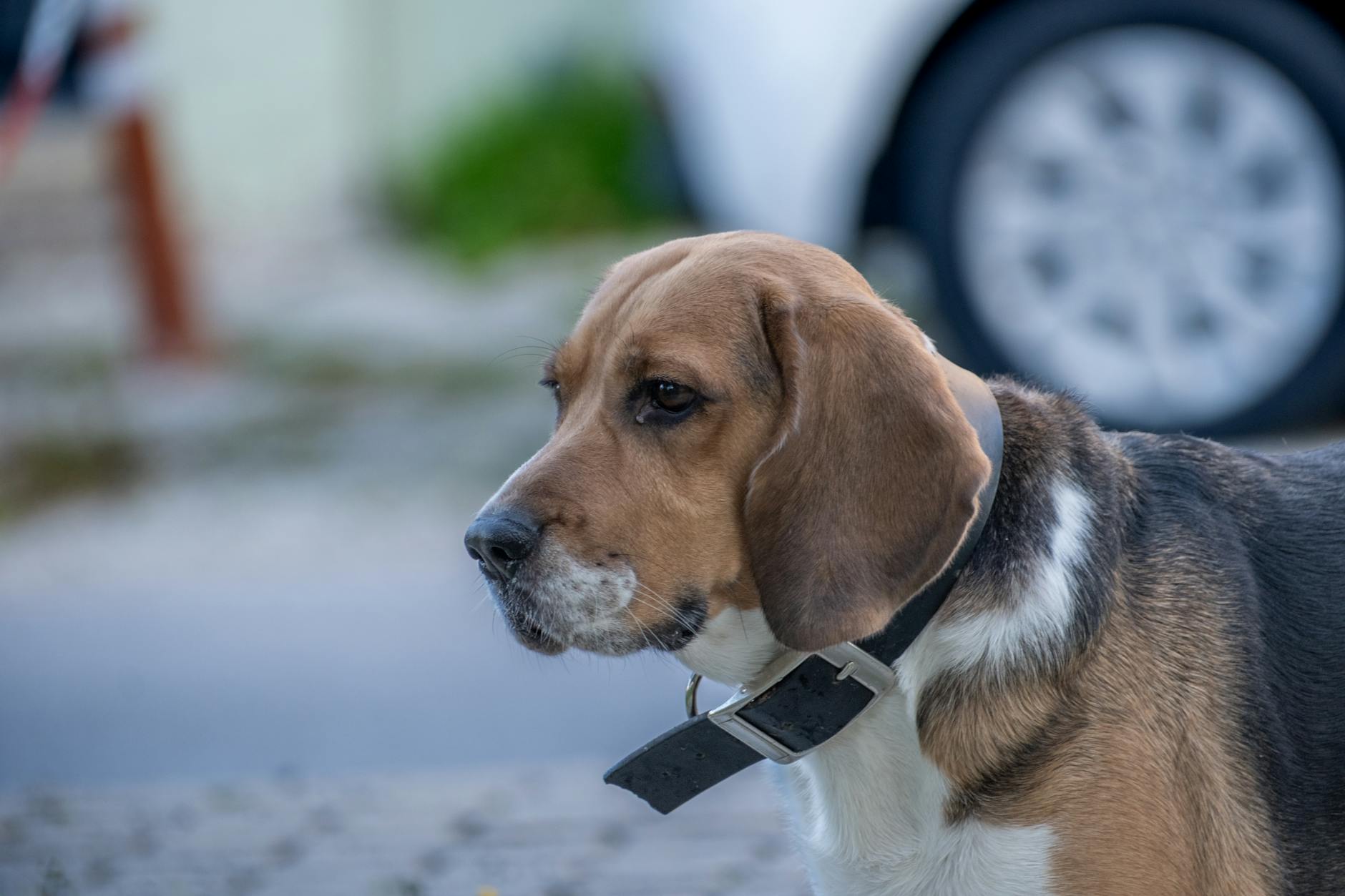 Illustration zu Zeckenhalsband Hund