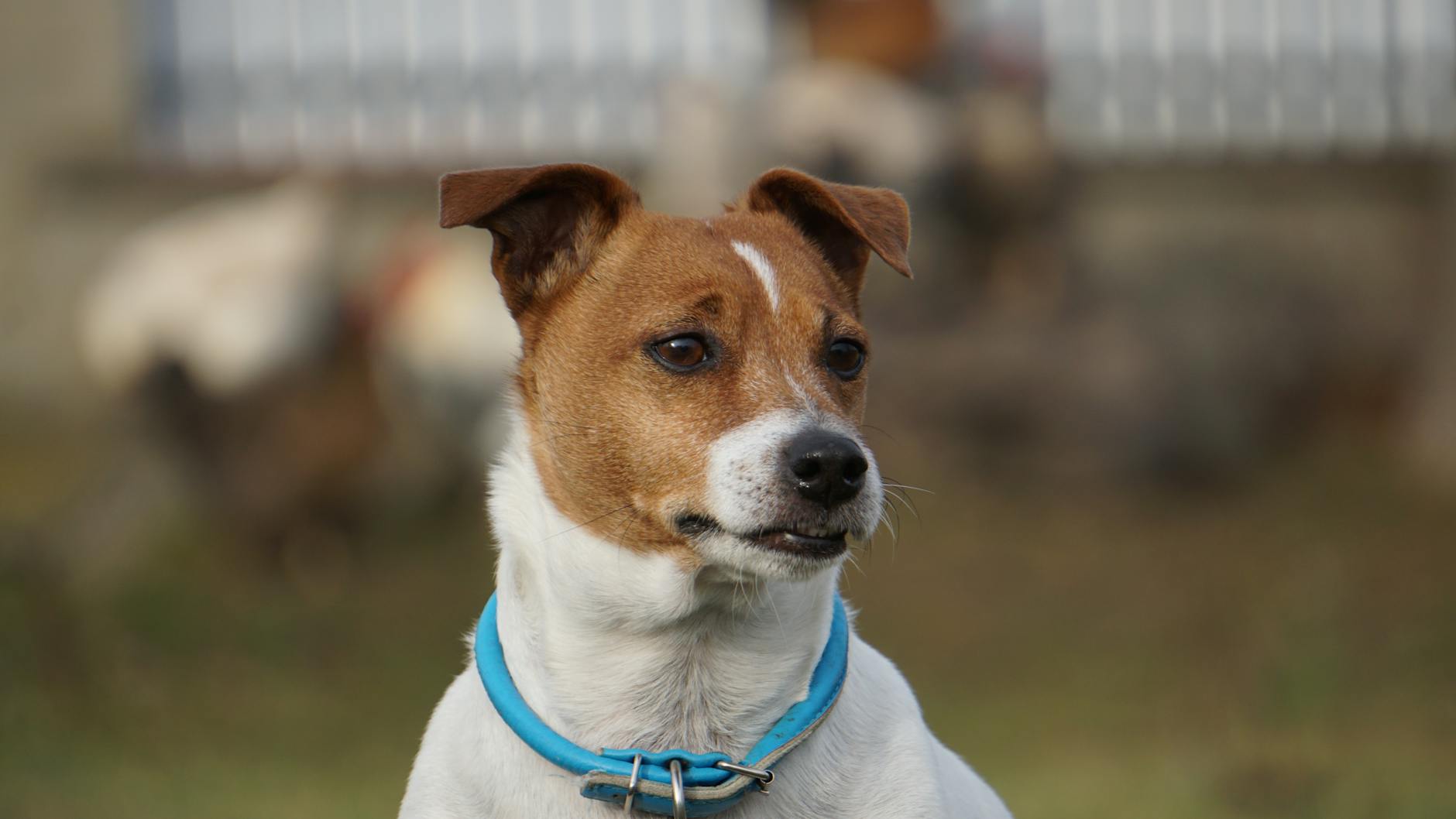 Symbolbild zum Thema Zeckenhalsband Hund