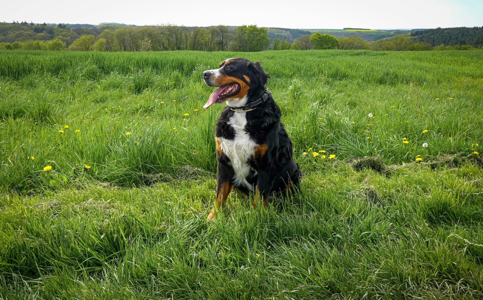 Detailansicht: Zeckenhalsband Hund