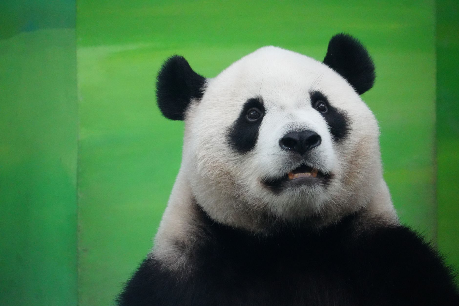 Illustration zu Albino Panda