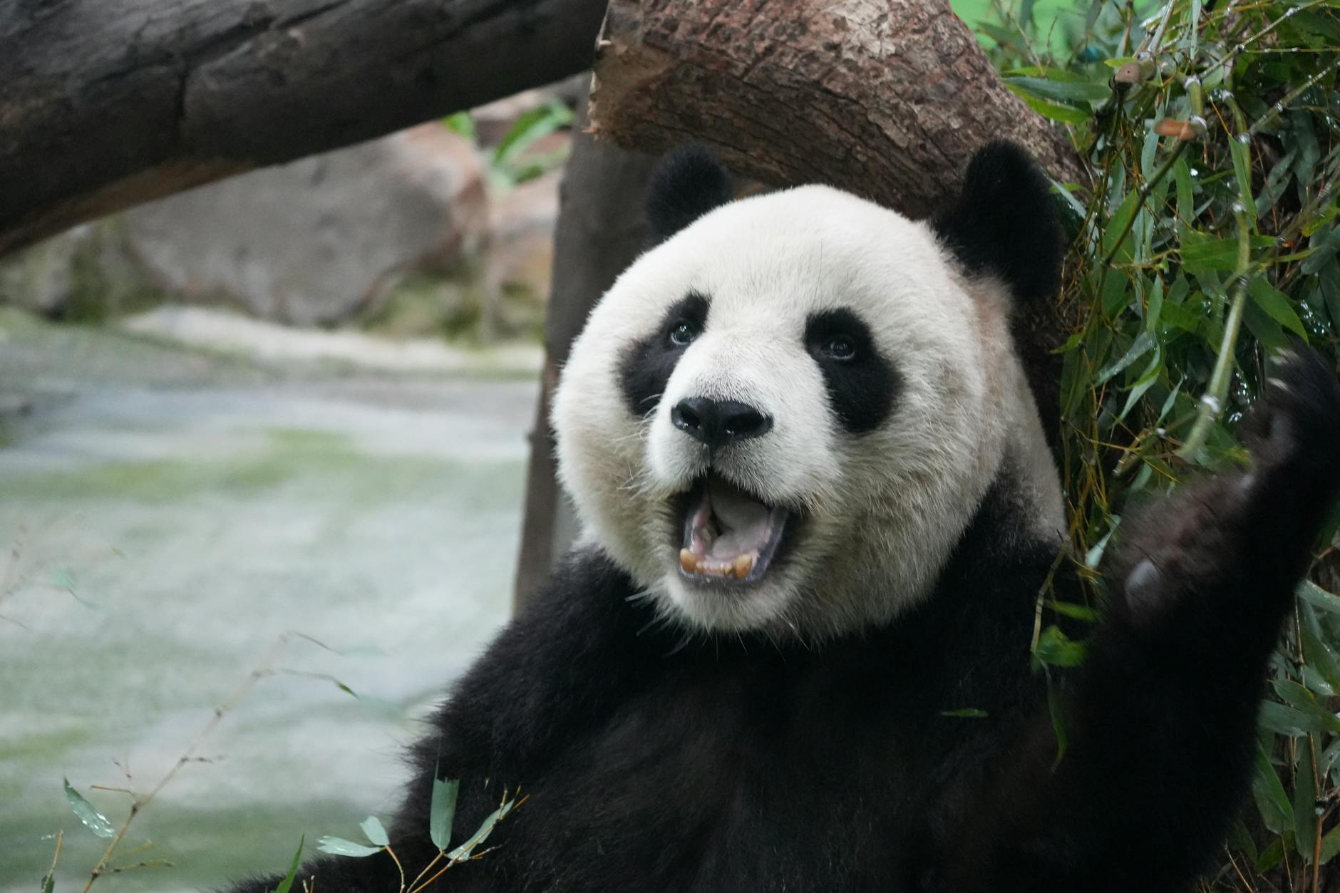 Detailansicht: Albino Panda