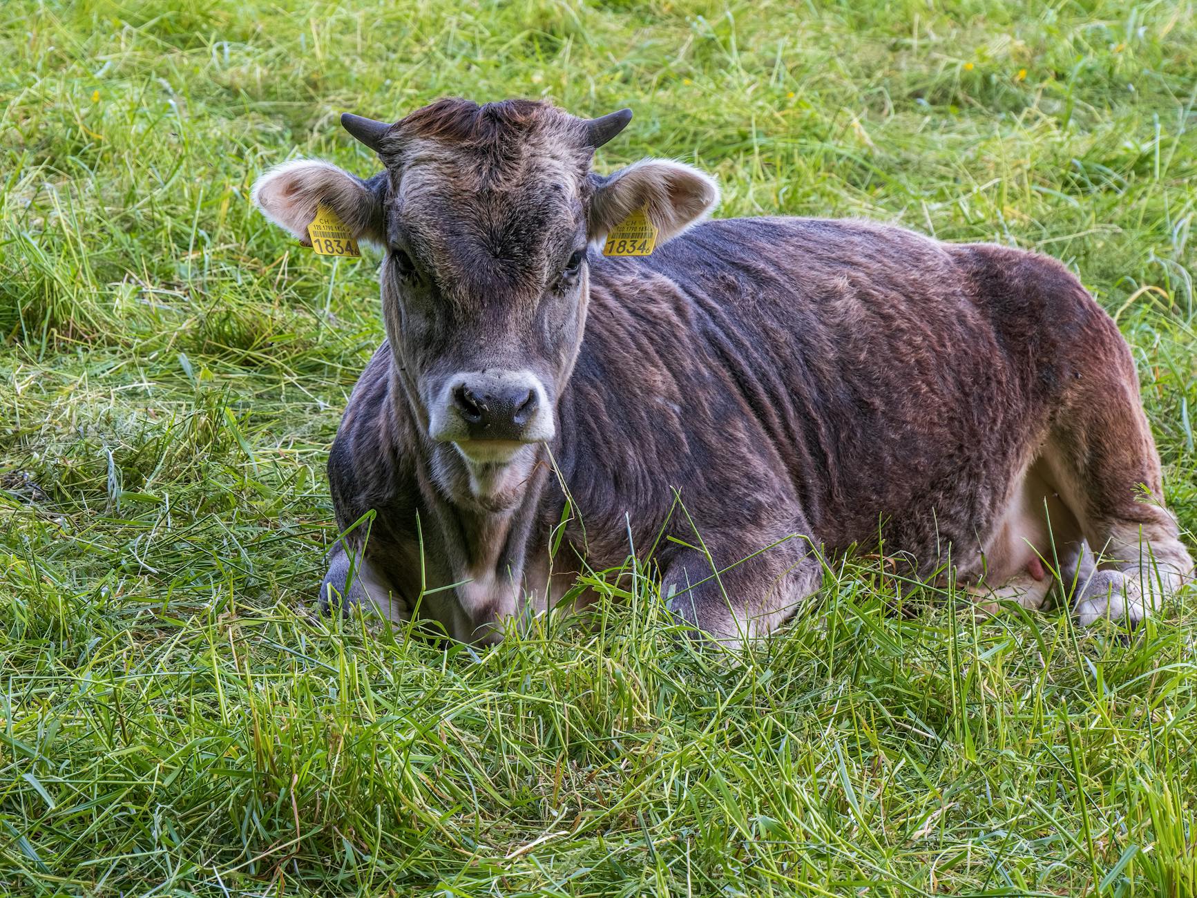 Symbolbild zum Thema Bäuerin Tot Stier