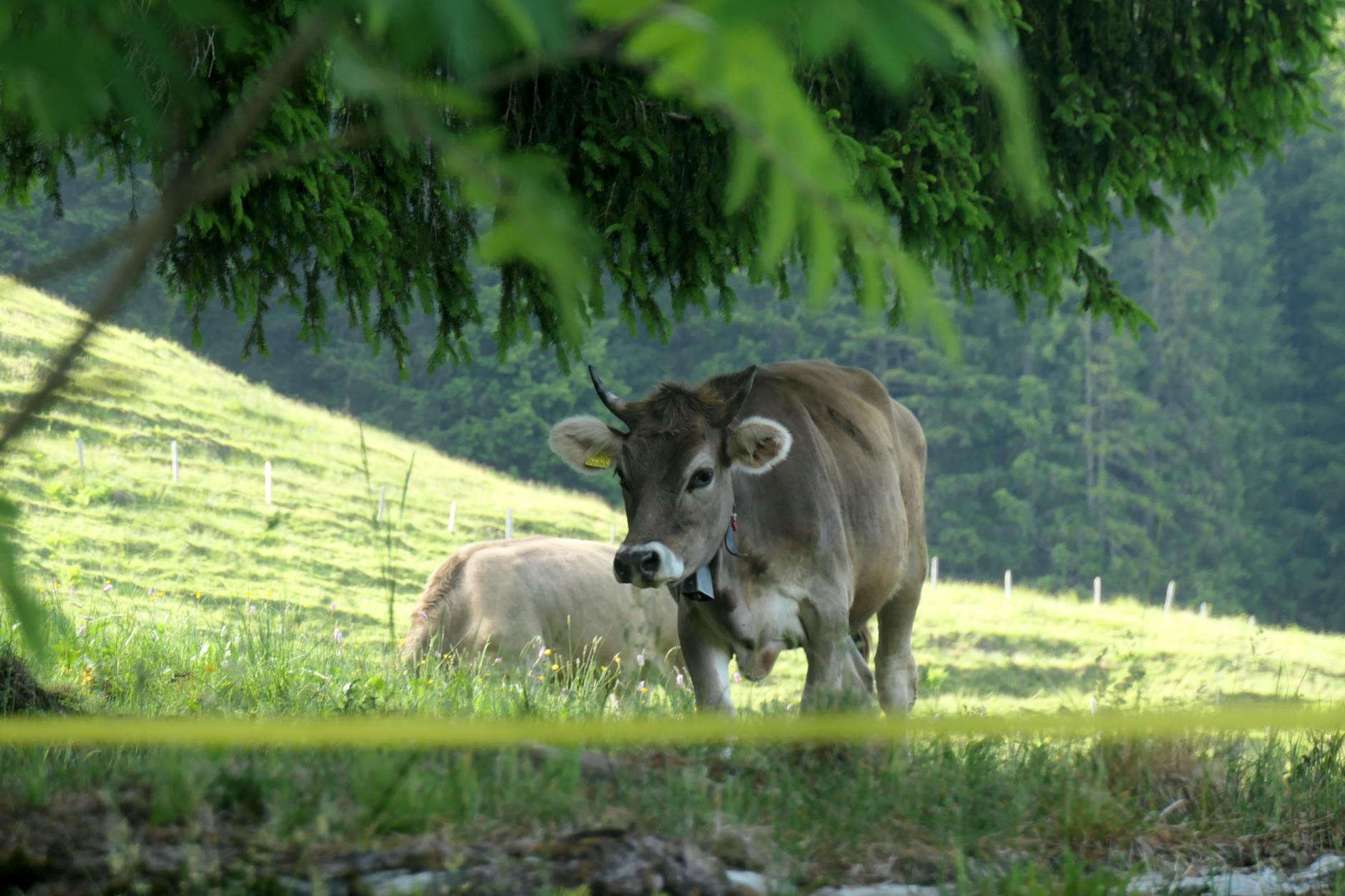 Detailansicht: Bäuerin Tot Stier