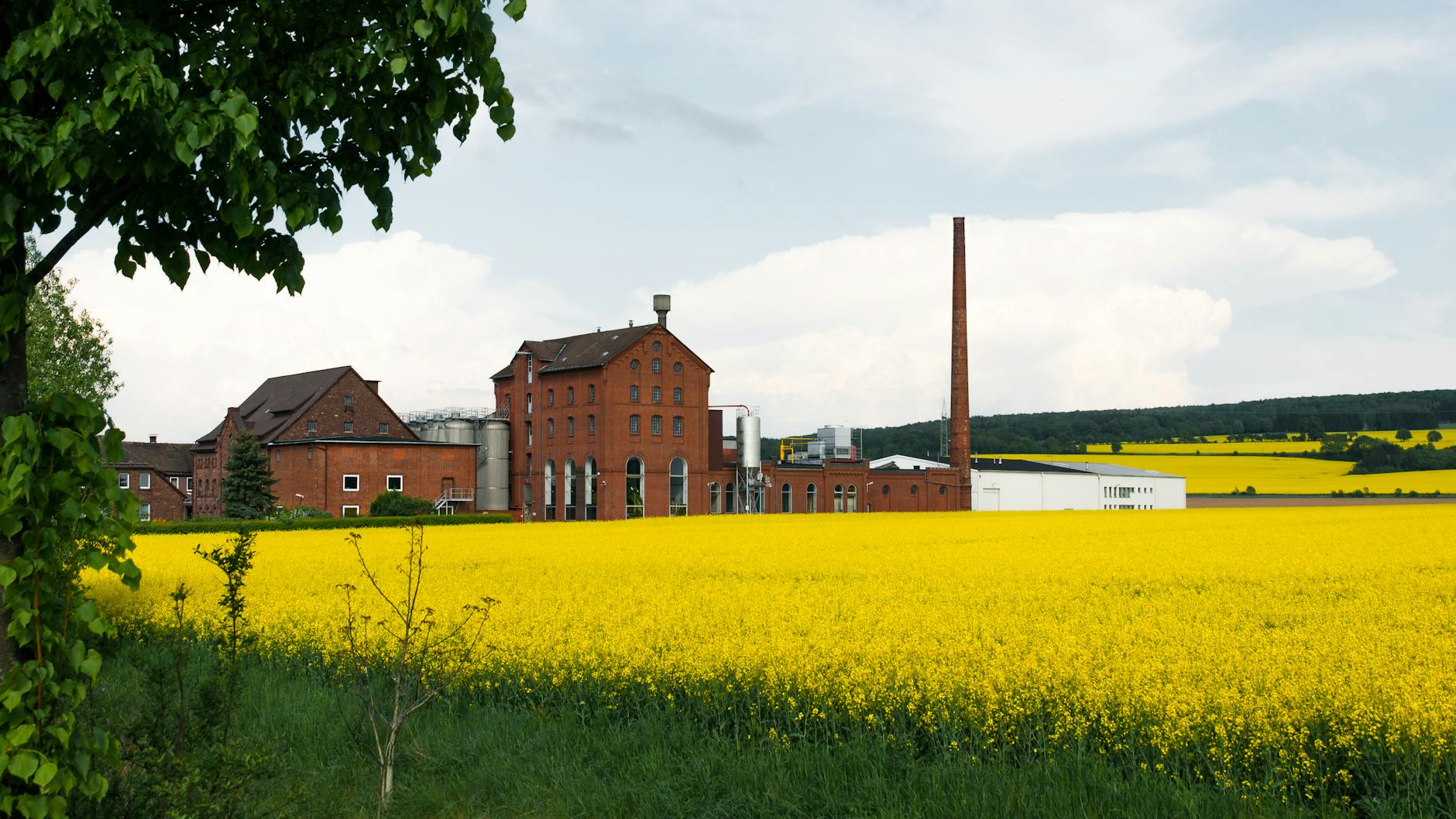 Symbolbild zum Thema BASF Aktie