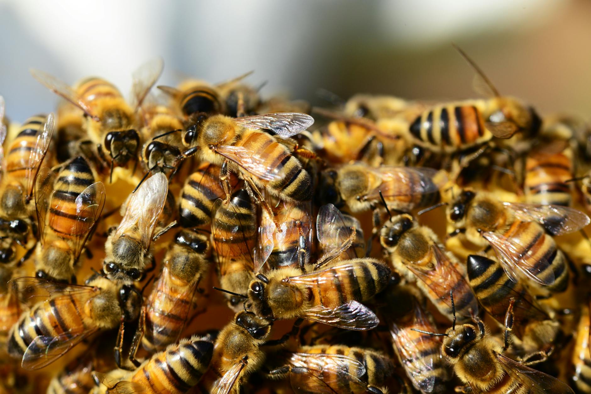 Bienenschwarm Düsseldorf Symbolbild zum Thema Bienenschwarm Düsseldorf