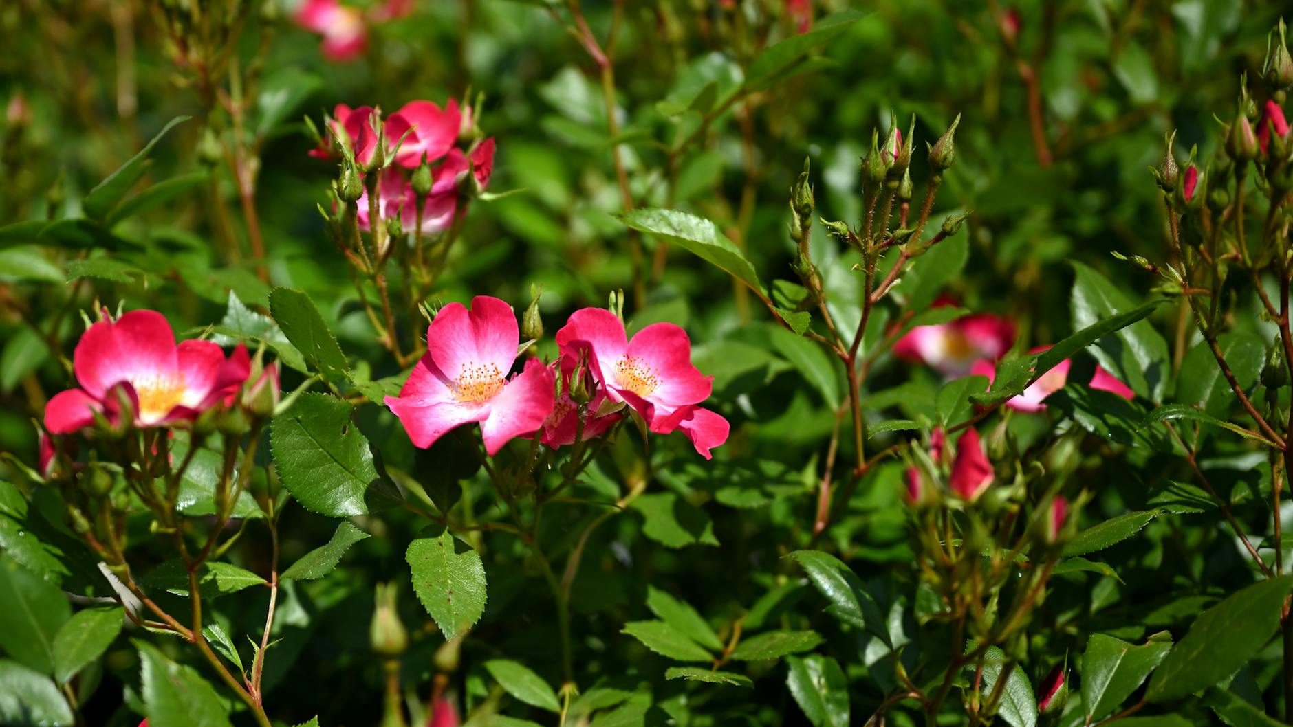 Bodendeckerrosen Unkraut Symbolbild zum Thema Bodendeckerrosen Unkraut