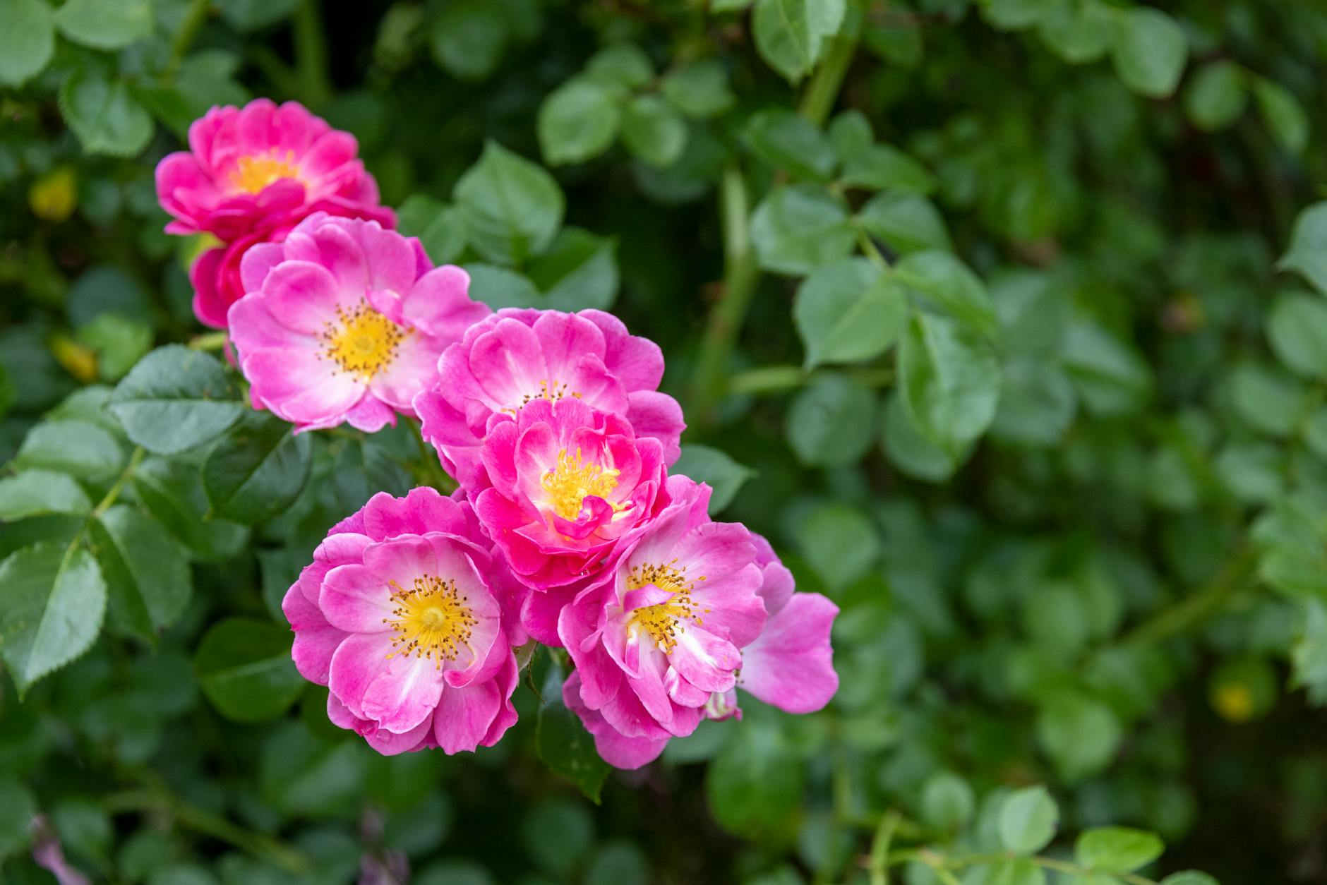 Bodendeckerrosen Unkraut Detailansicht: Bodendeckerrosen Unkraut