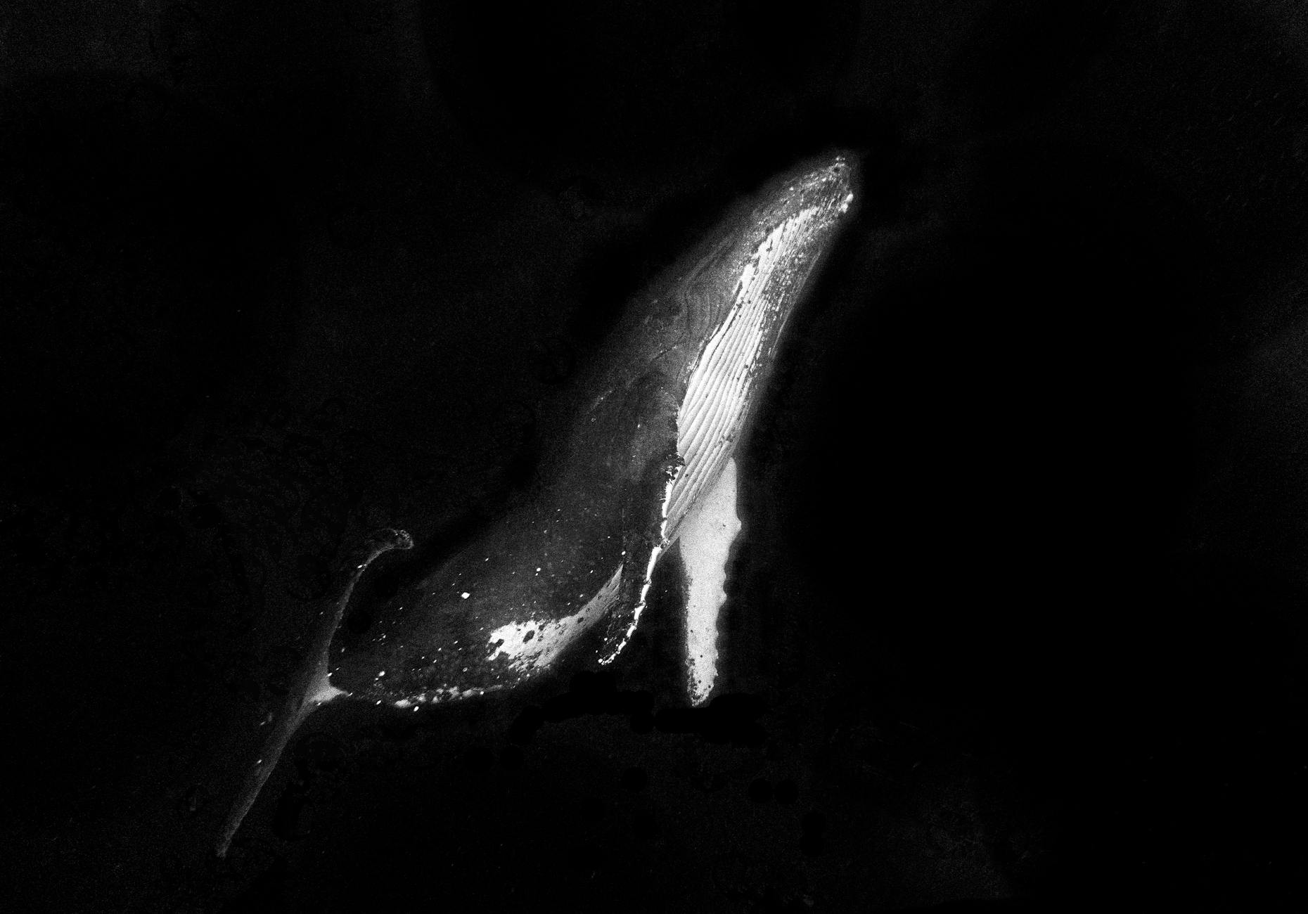 Buckelwal Ostsee Illustration zu Buckelwal Ostsee