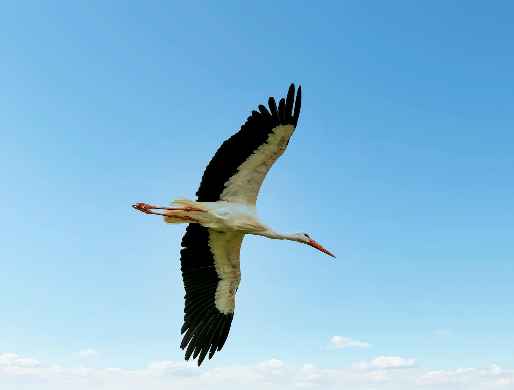 Drohne Verfolgt Storch Symbolbild zum Thema Drohne Verfolgt Storch