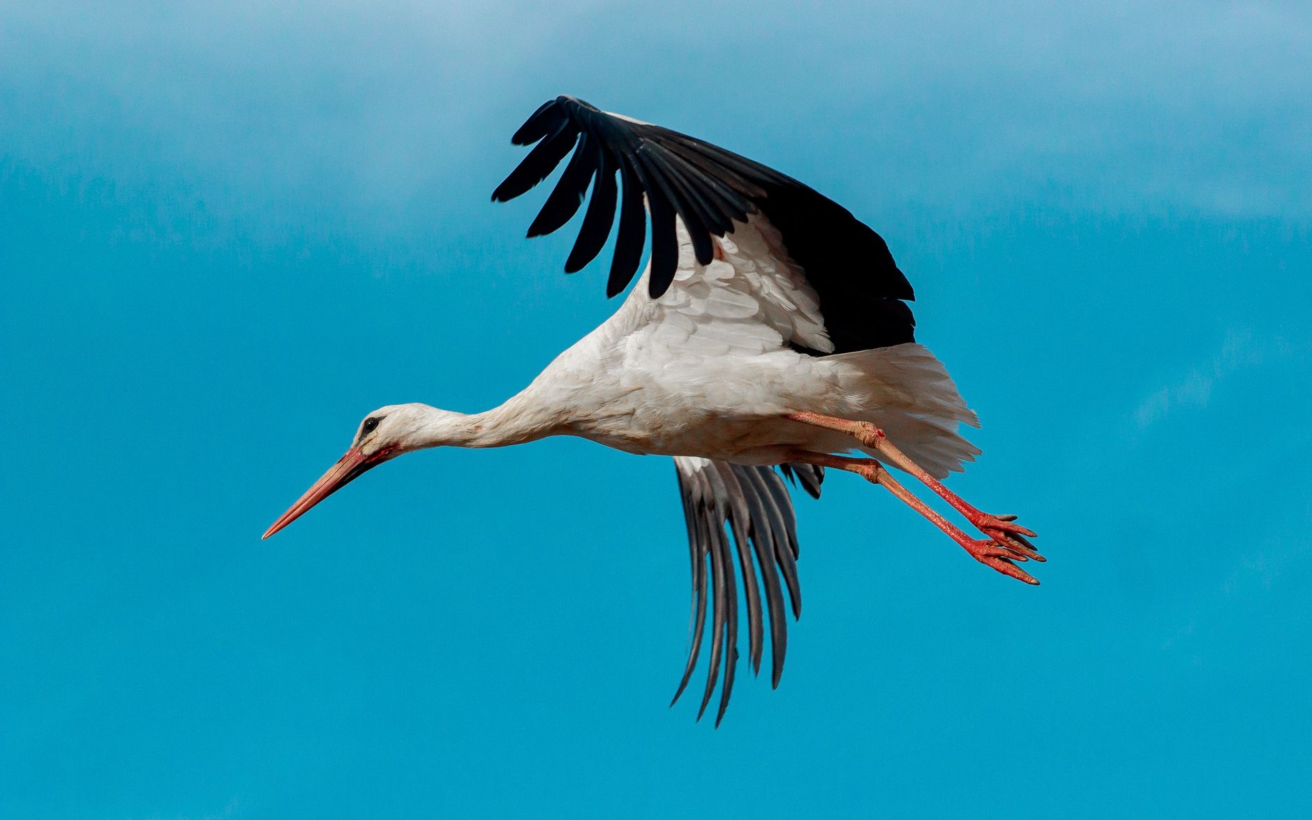 Drohne Verfolgt Storch Detailansicht: Drohne Verfolgt Storch