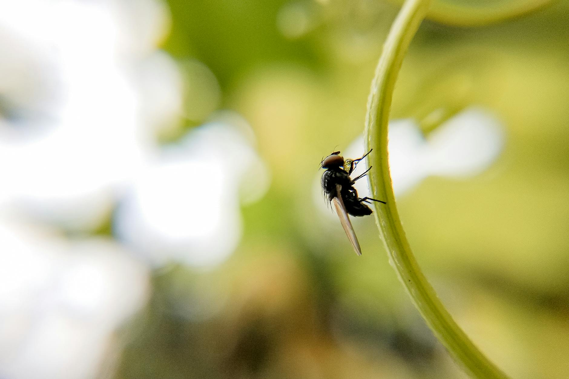 Detailansicht: Fliegen Fangen