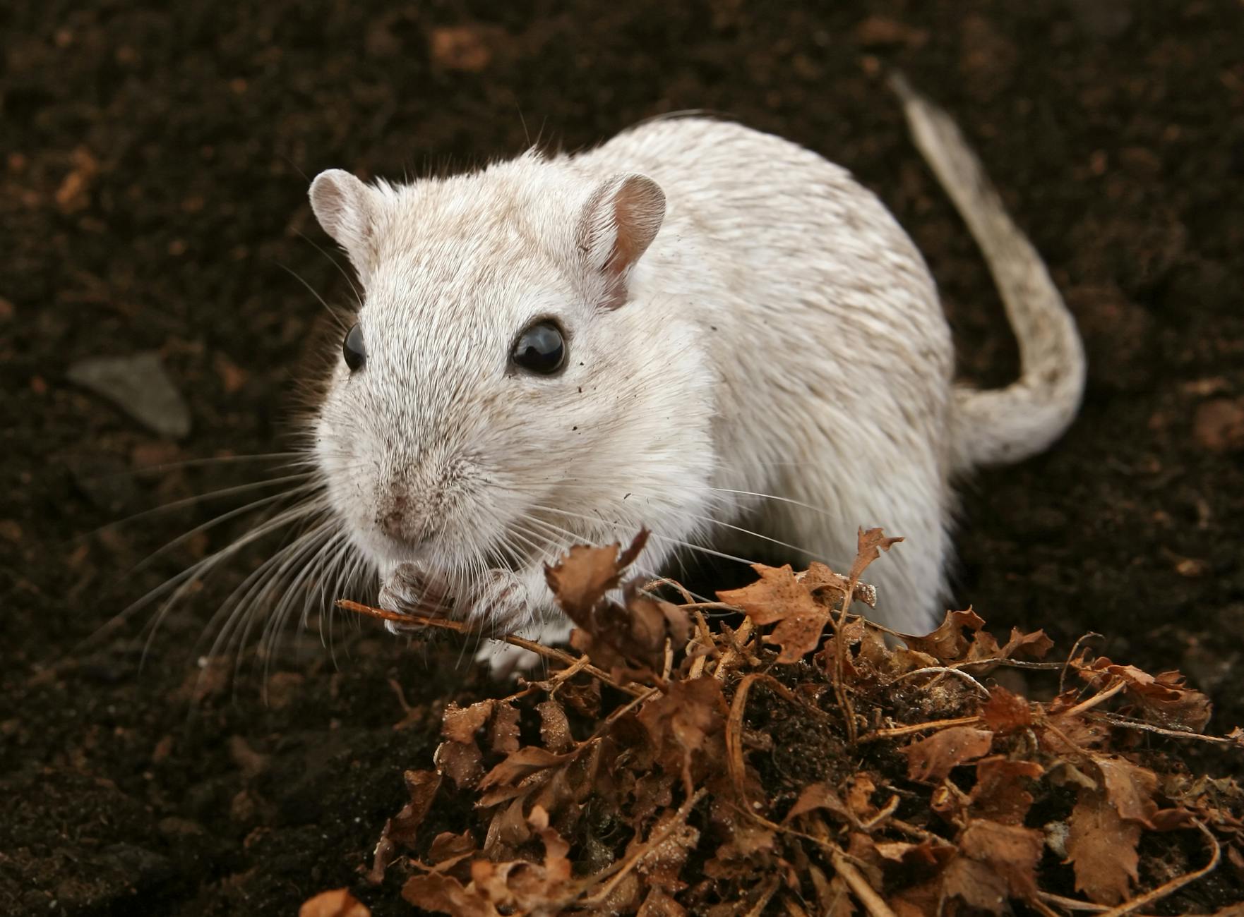 Symbolbild zum Thema Hantavirus Ausbruch