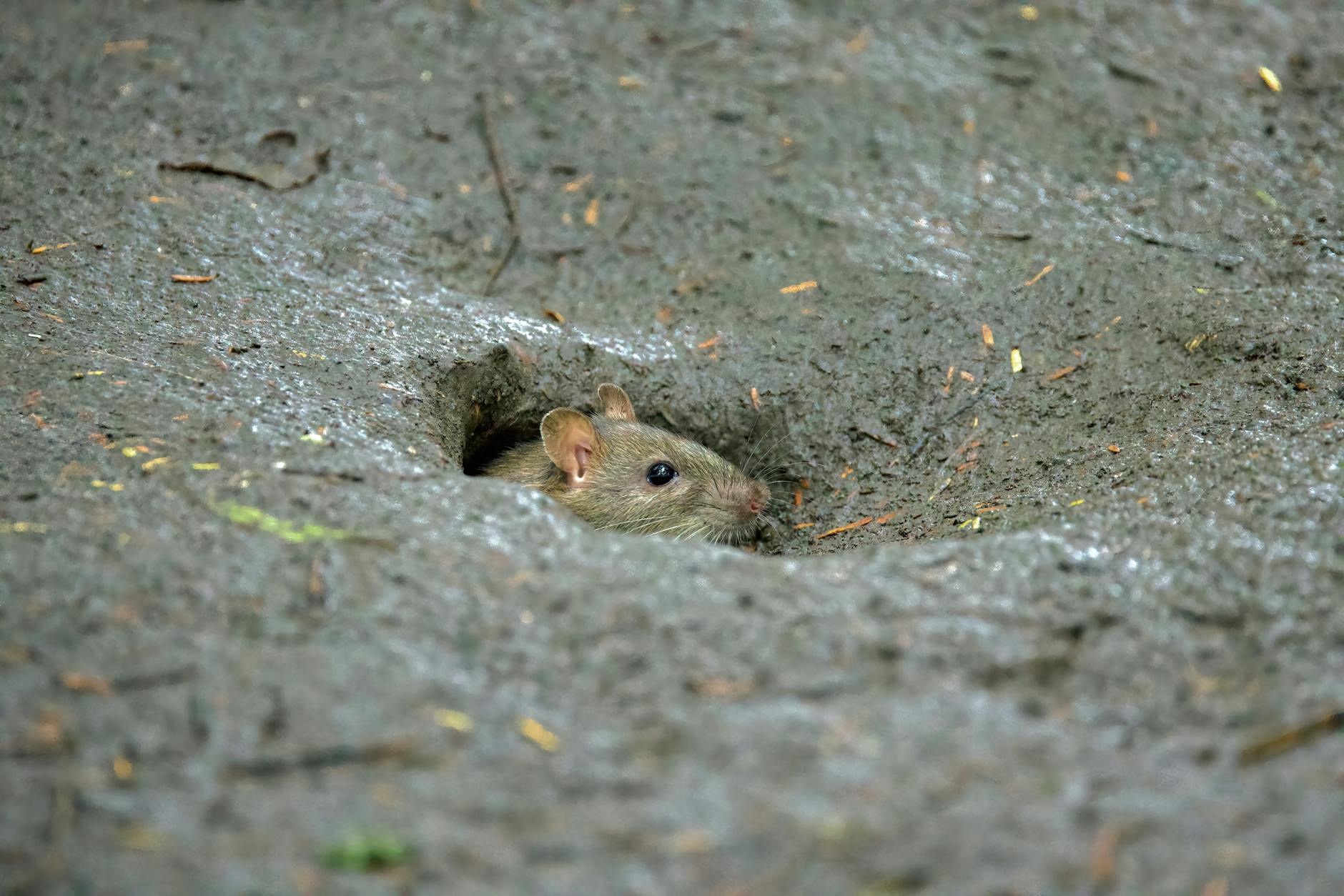 Detailansicht: Hantavirus Ausbruch
