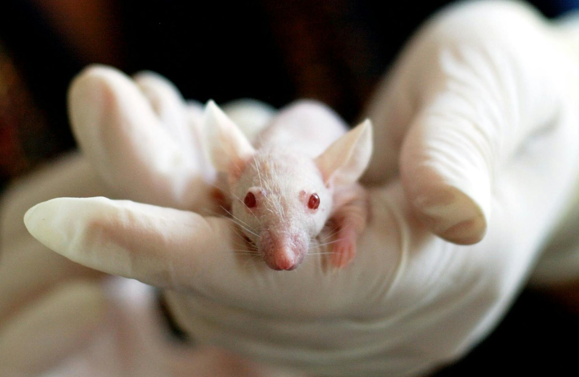 Symbolbild zum Thema Hantavirus Mutation