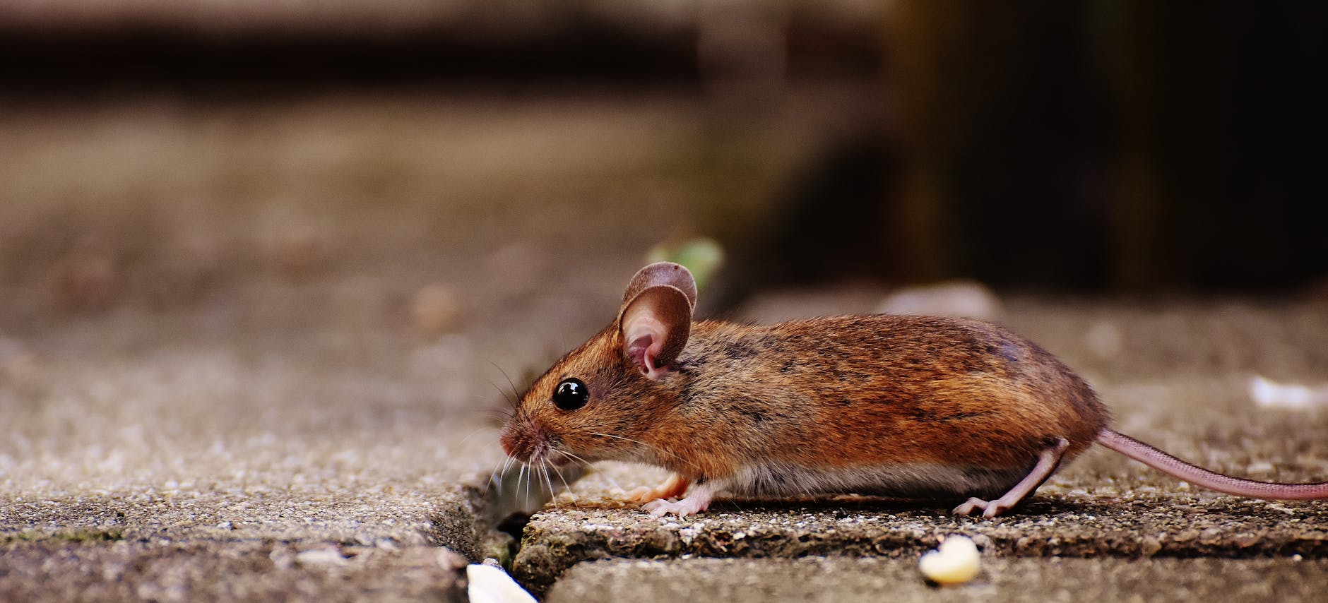 Illustration zu Hantavirus Teneriffa
