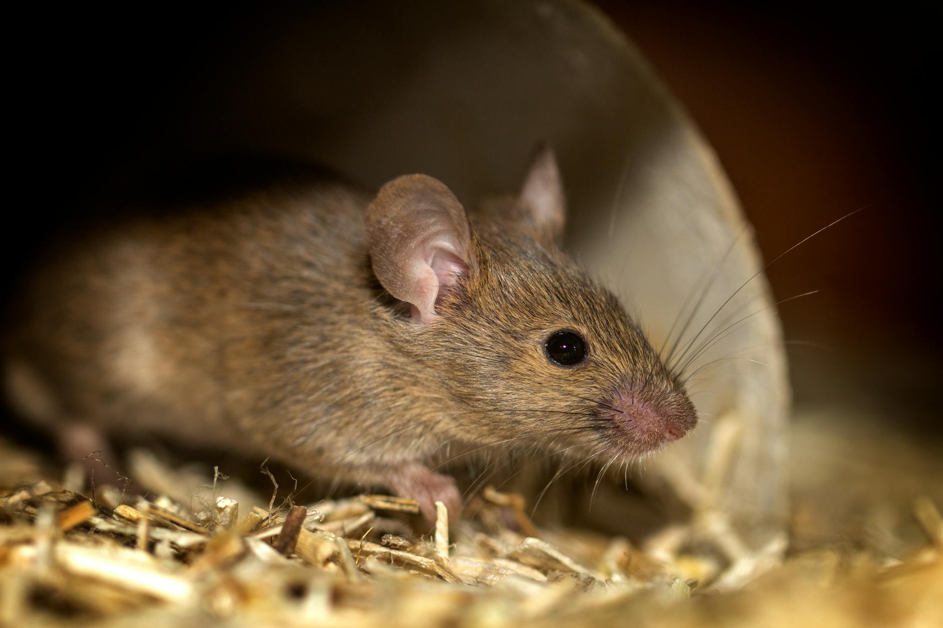 Symbolbild zum Thema Hantavirus Teneriffa