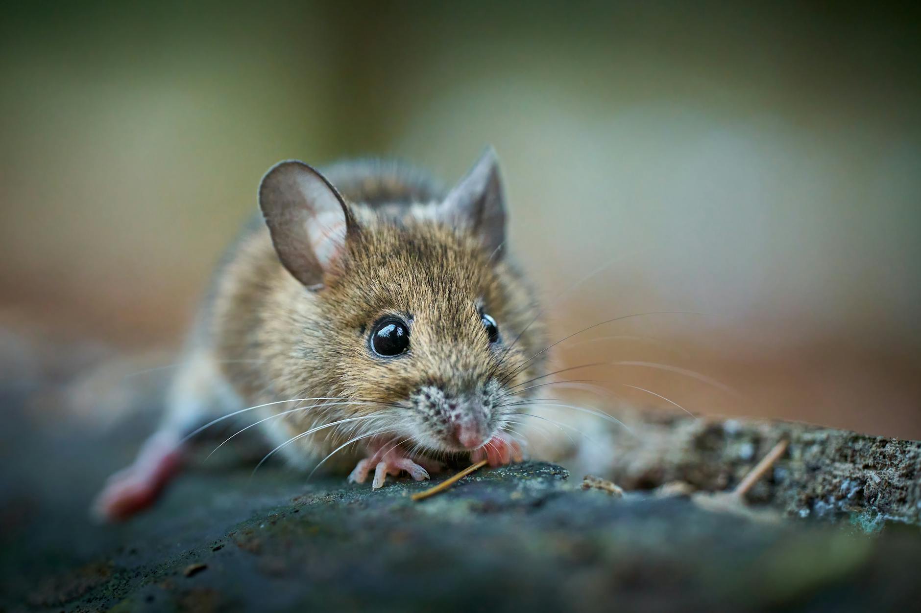 Detailansicht: Hantavirus Teneriffa