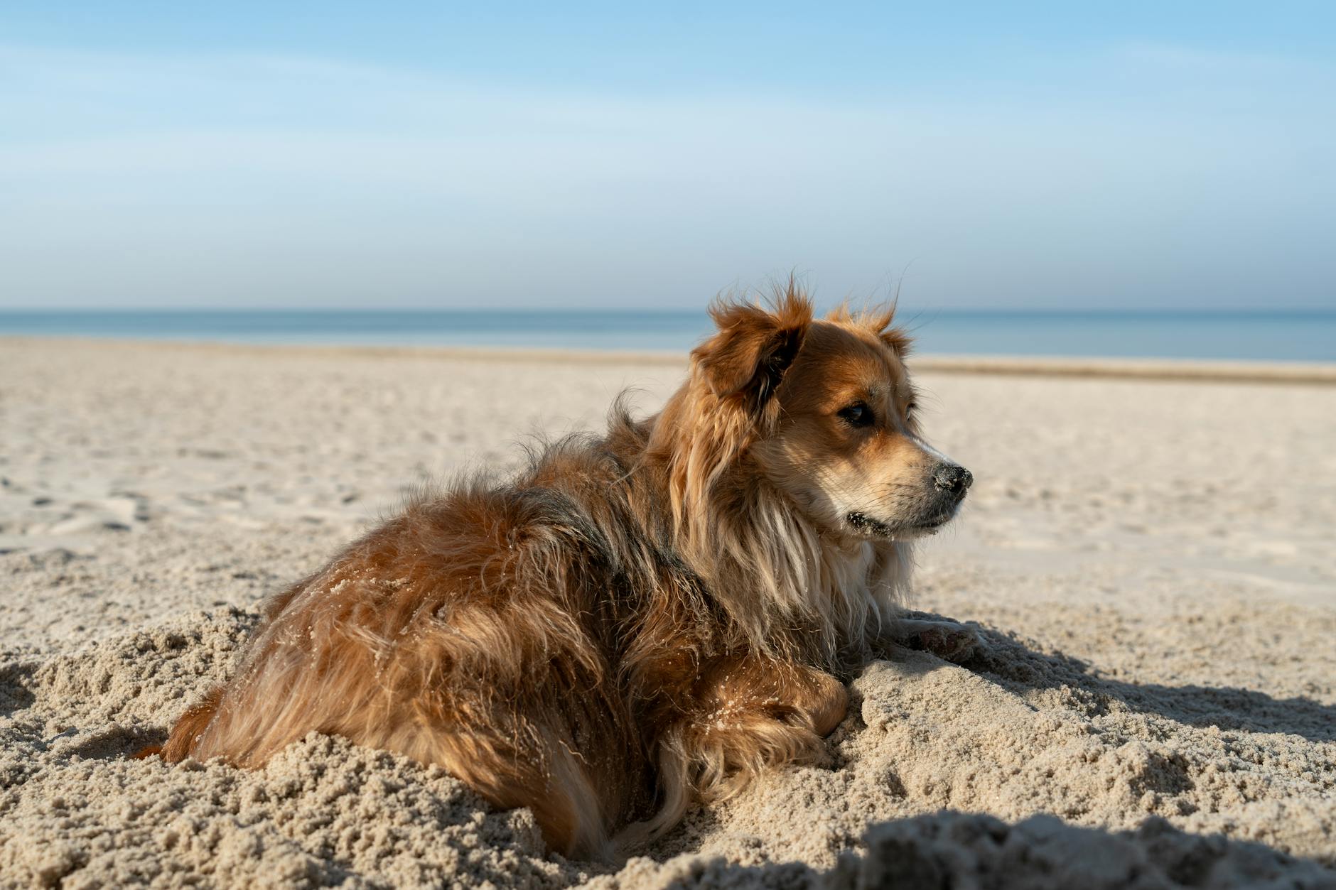 Hund Abkühlung Hitze Symbolbild zum Thema Hund Abkühlung Hitze