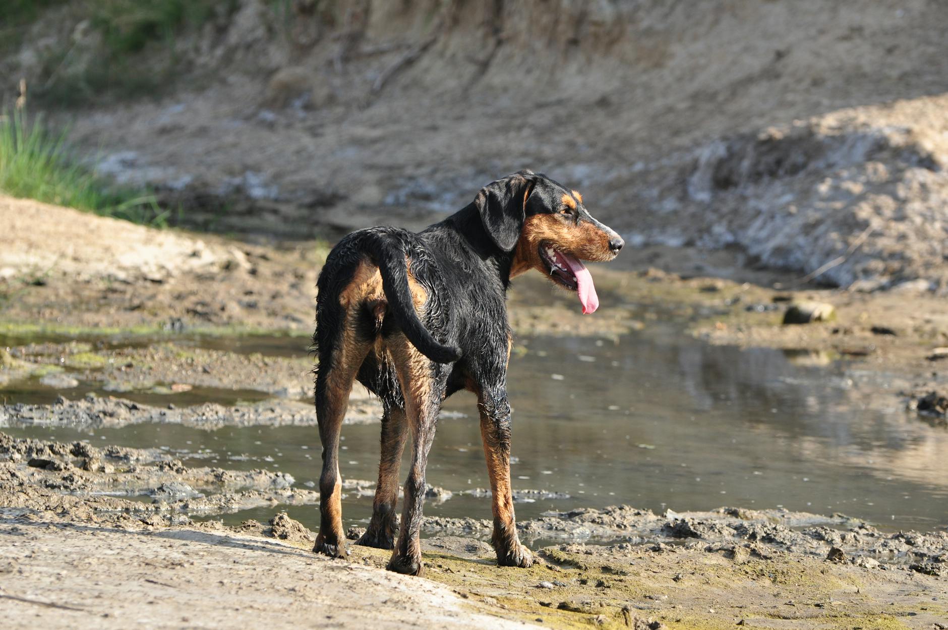 Hund Abkühlung Hitze Detailansicht: Hund Abkühlung Hitze