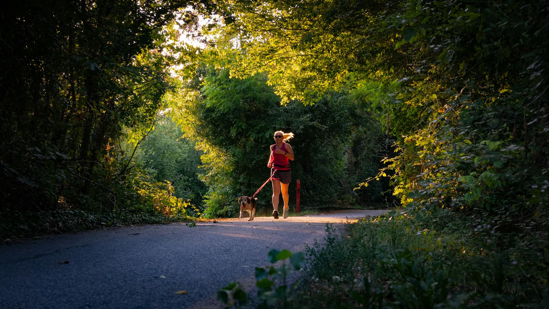 Symbolbild zum Thema Joggen Mit Hund