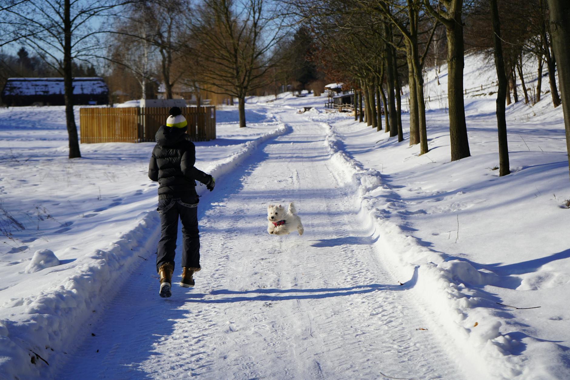 Detailansicht: Joggen Mit Hund