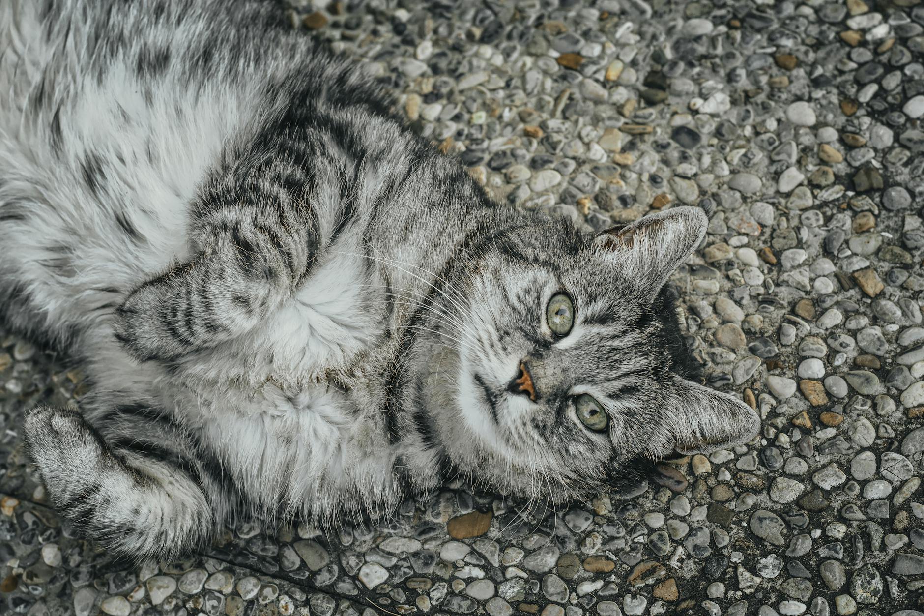 Illustration zu Katze Abnehmen