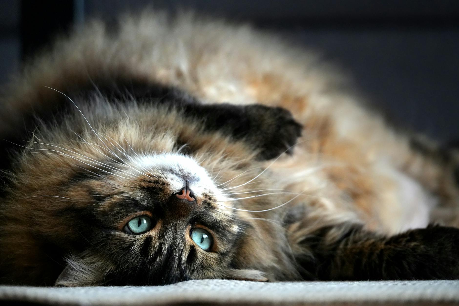Symbolbild zum Thema Katze Abnehmen