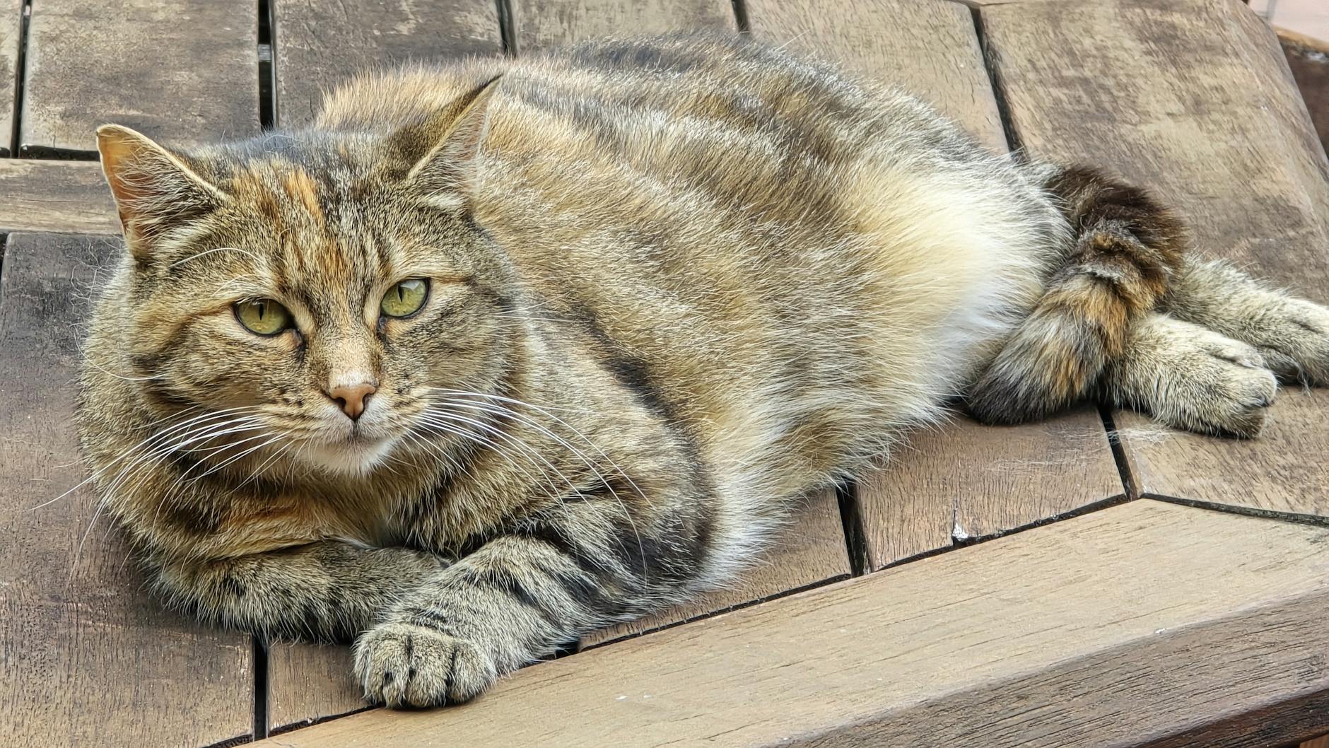 Detailansicht: Katze Abnehmen