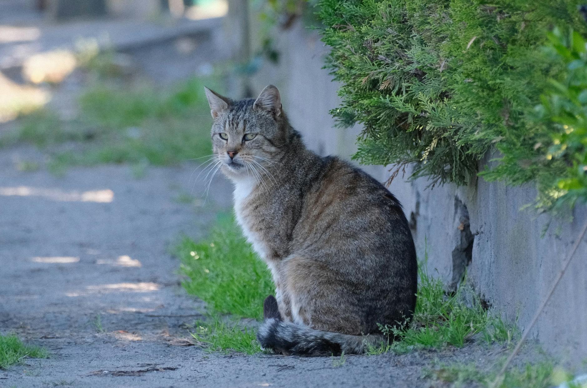 Symbolbild zum Thema Katze Angehupt Strafe