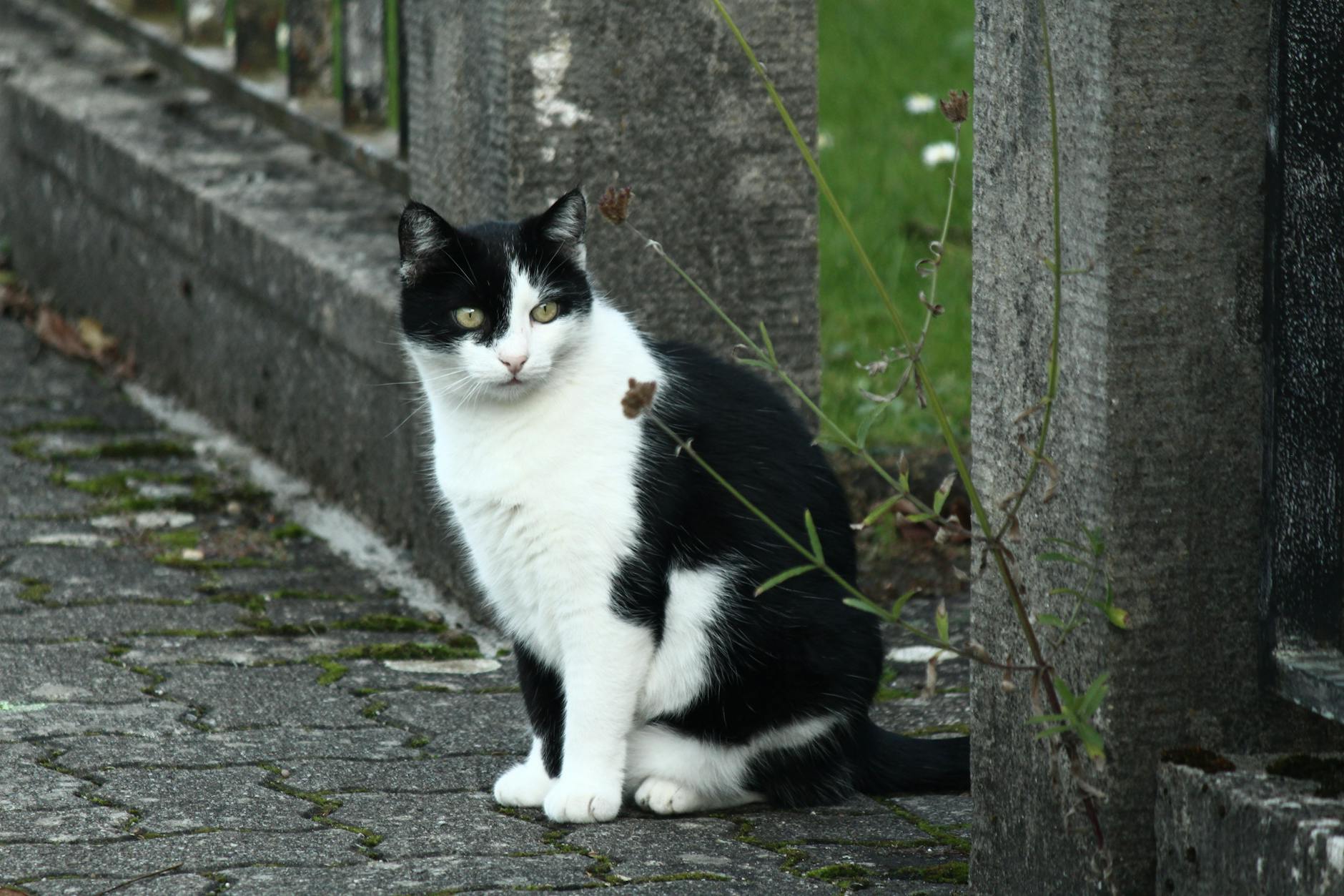 Detailansicht: Katze Angehupt Strafe