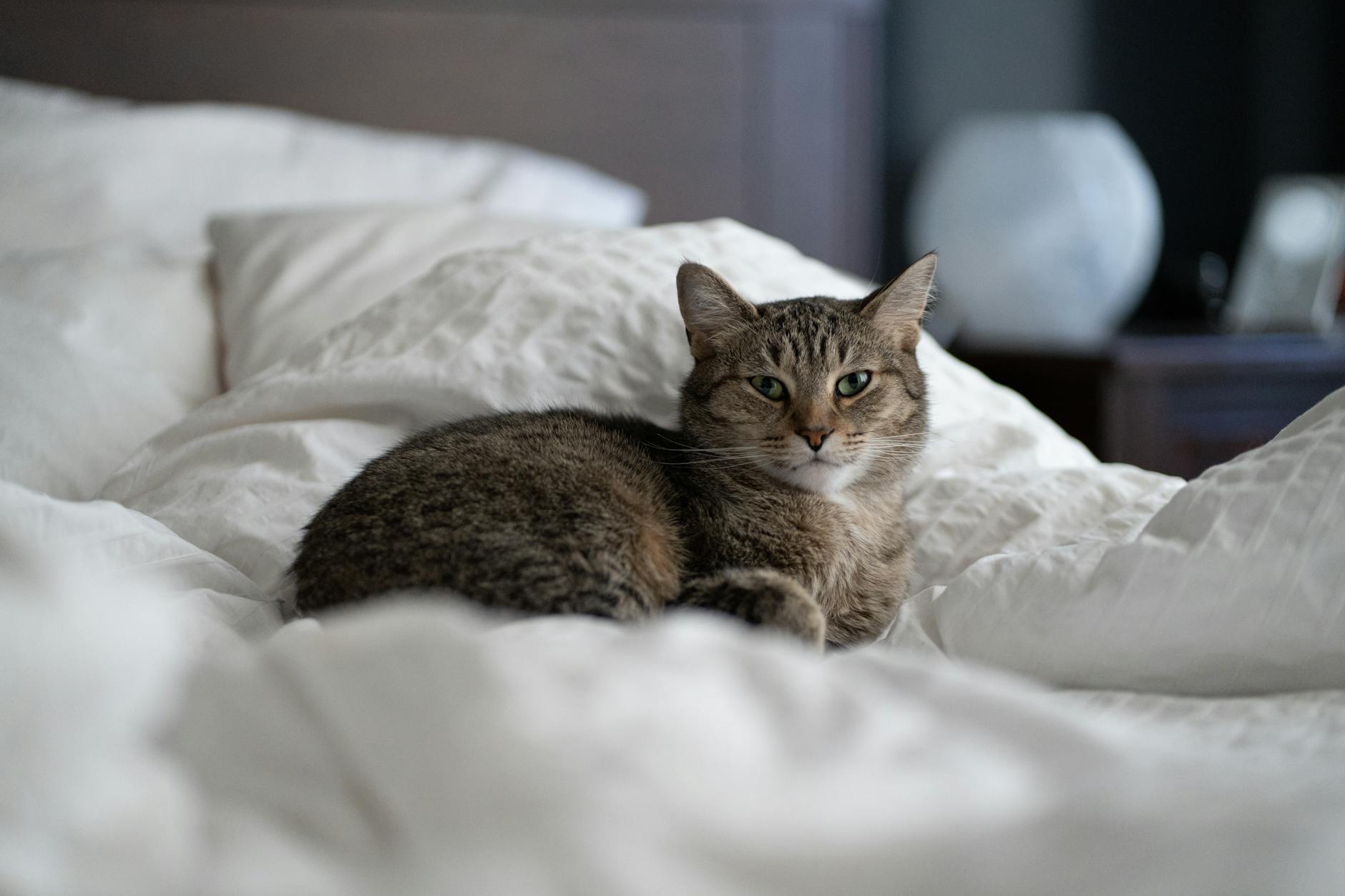 Illustration zu Katze Im Bett