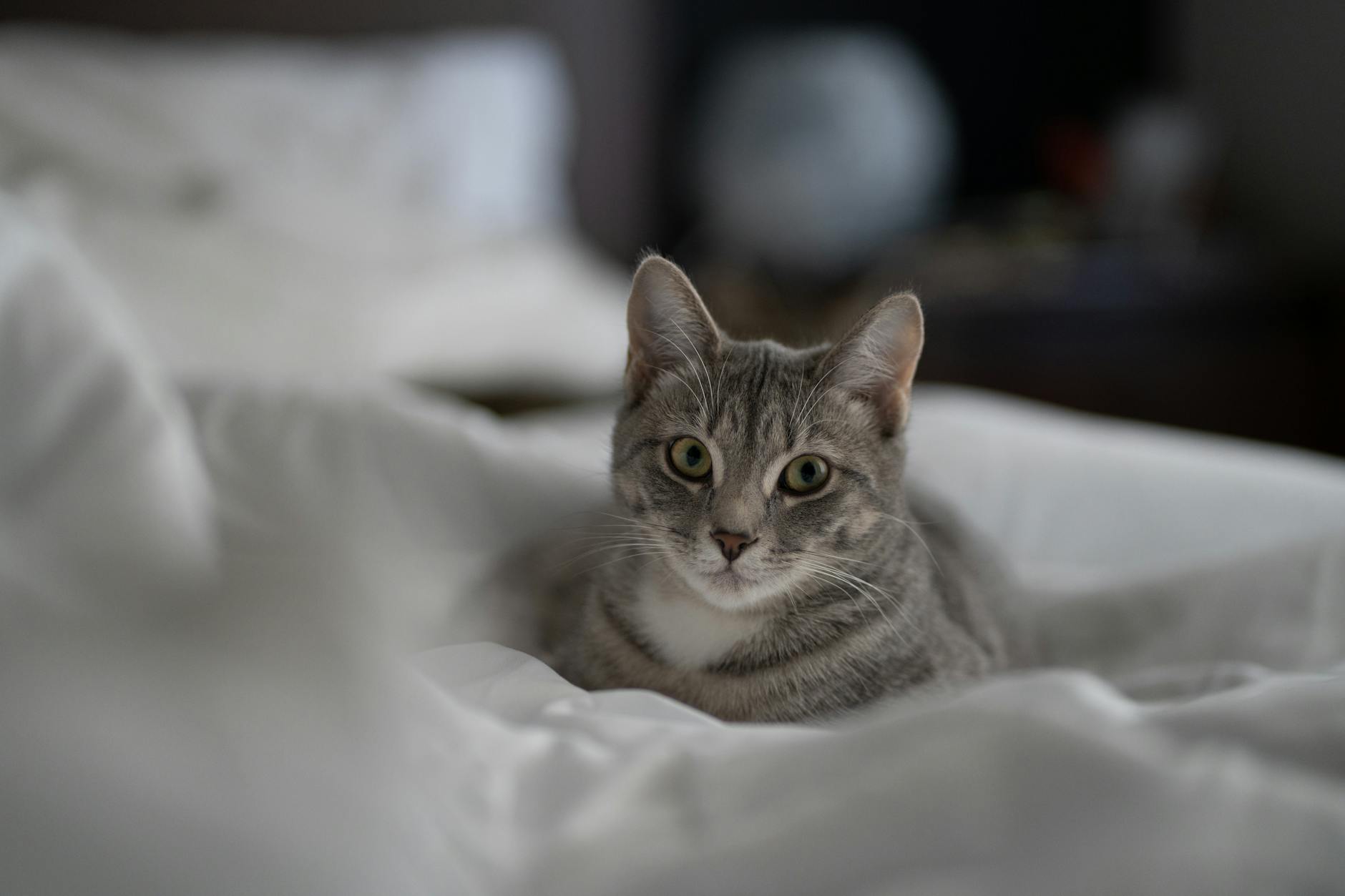 Symbolbild zum Thema Katze Im Bett
