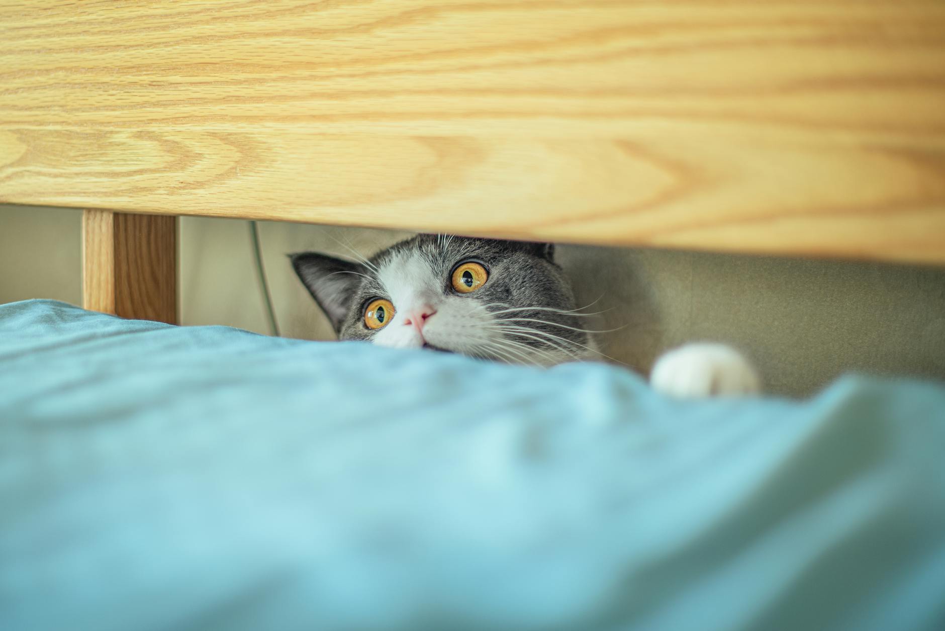 Detailansicht: Katze Im Bett