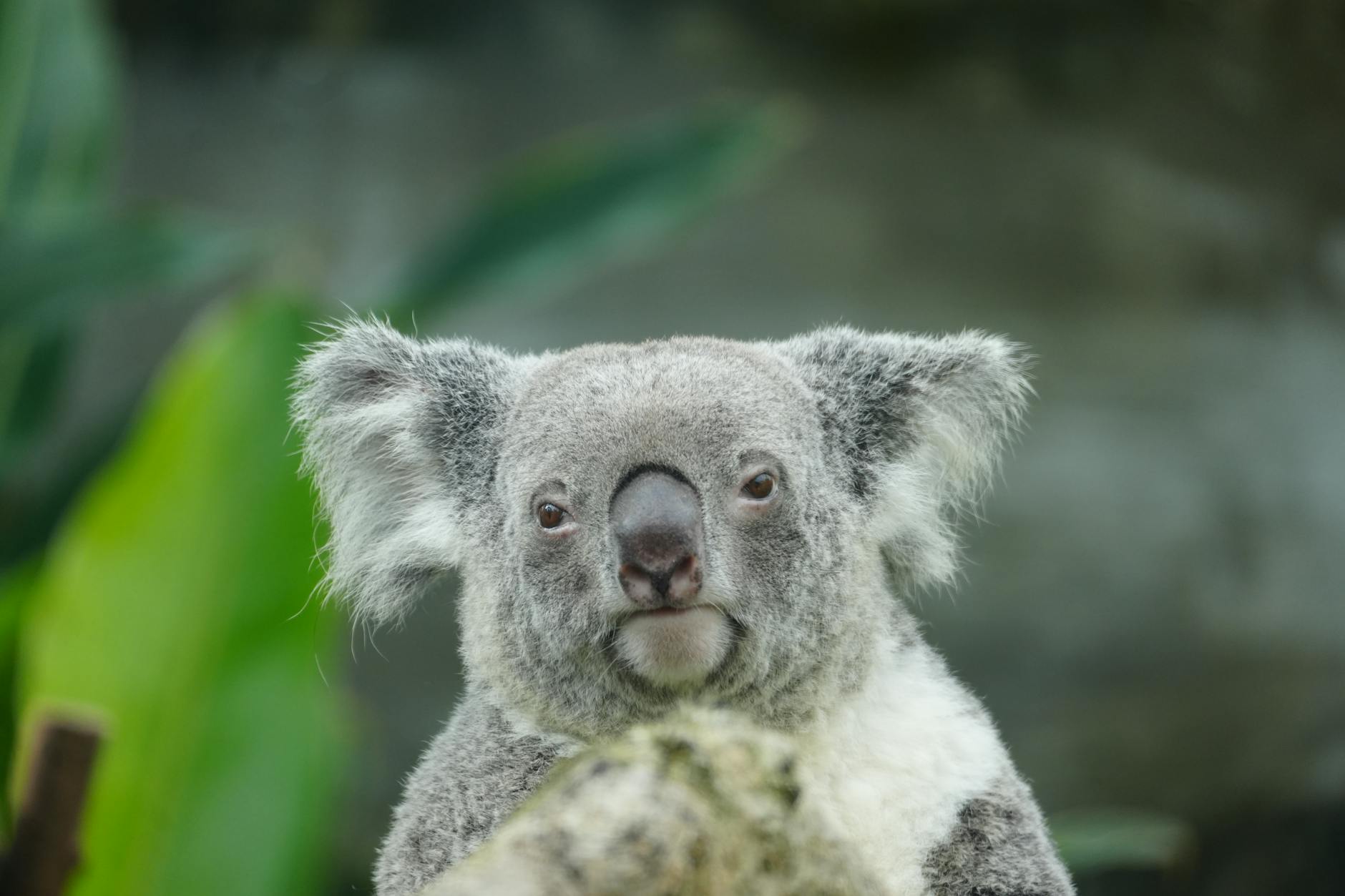 Illustration zu Koalas Wilhelma Tot