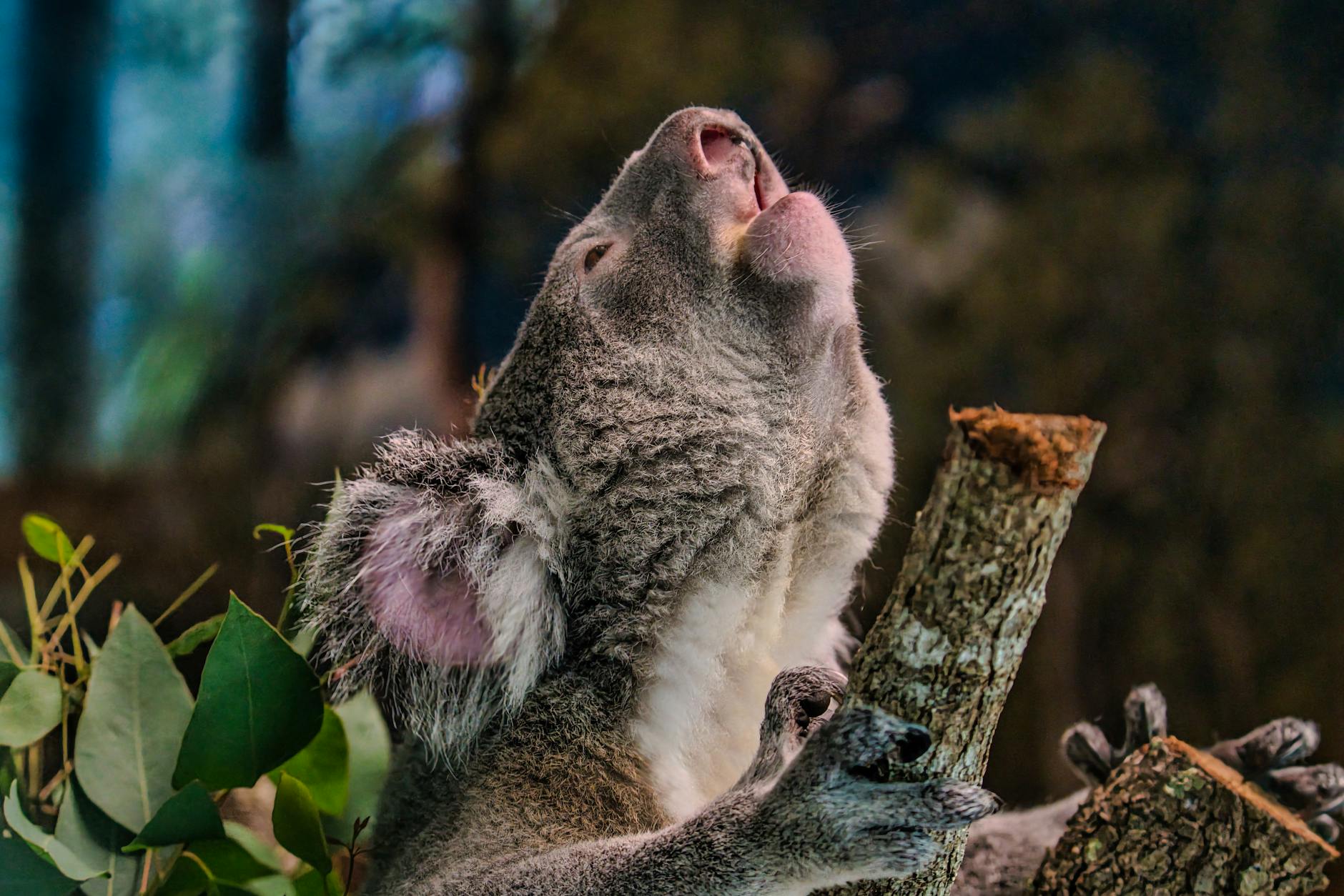 Symbolbild zum Thema Koalas Wilhelma Tot