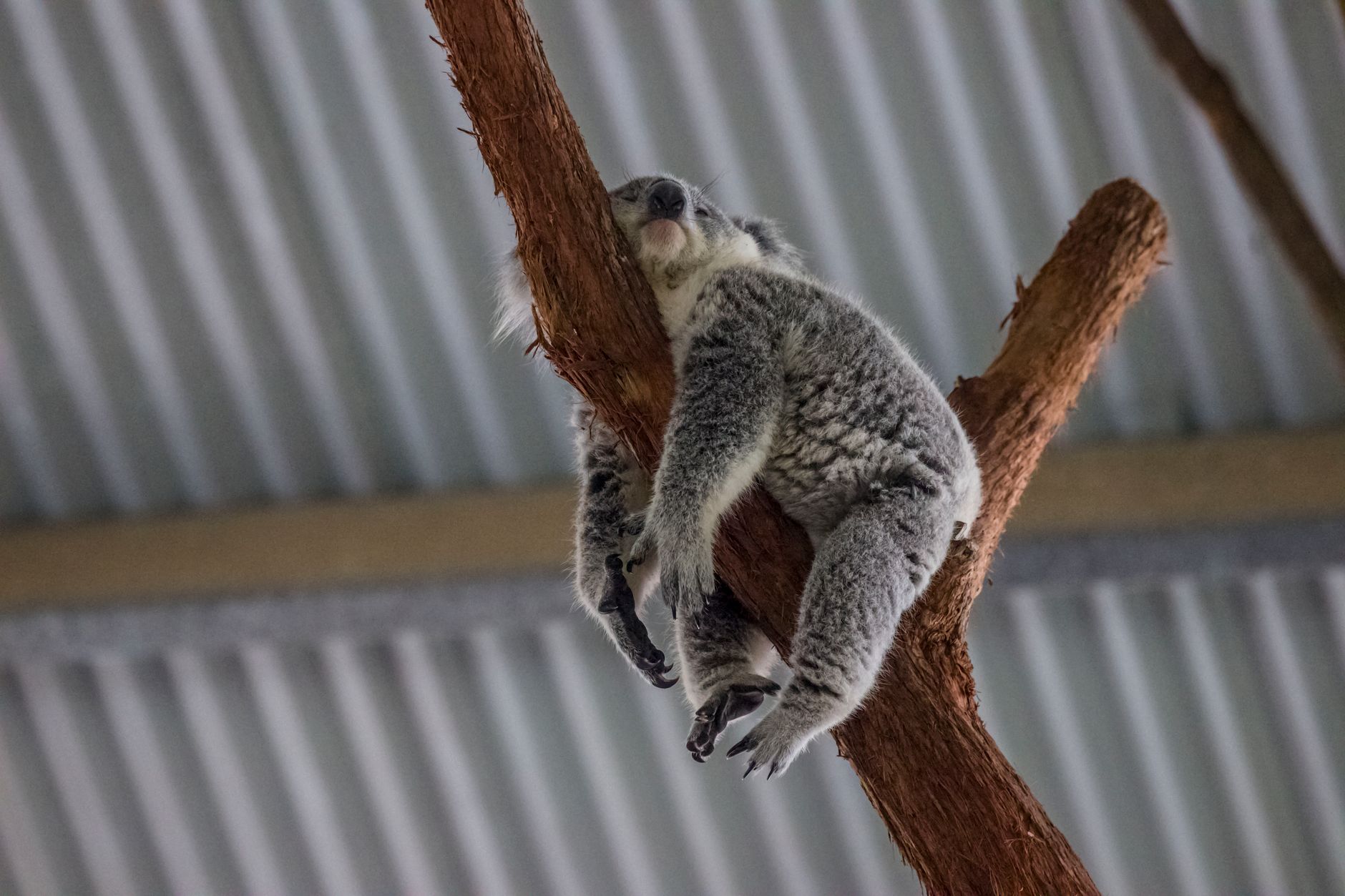 Detailansicht: Koalas Wilhelma Tot