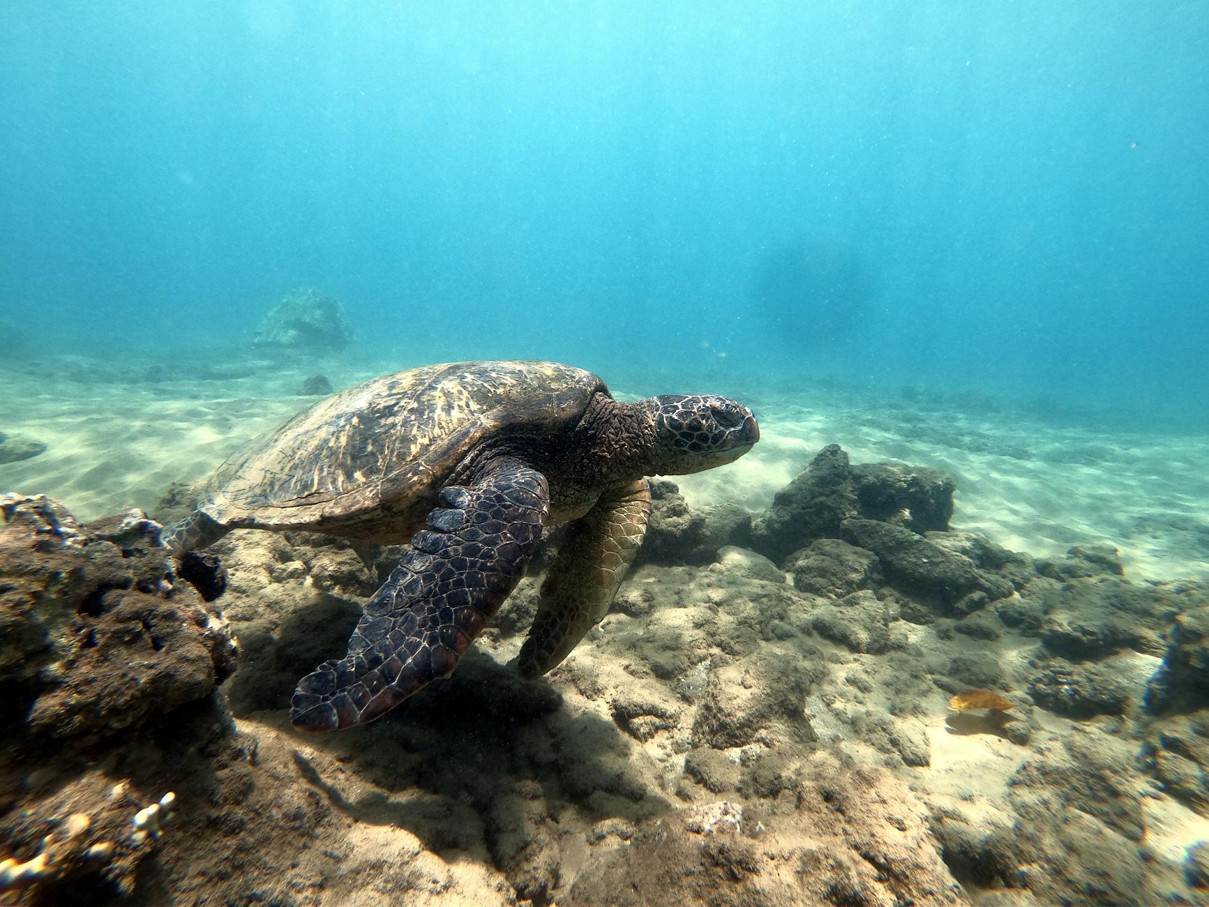 Detailansicht: Mönchsrobbe Hawaii Angriff