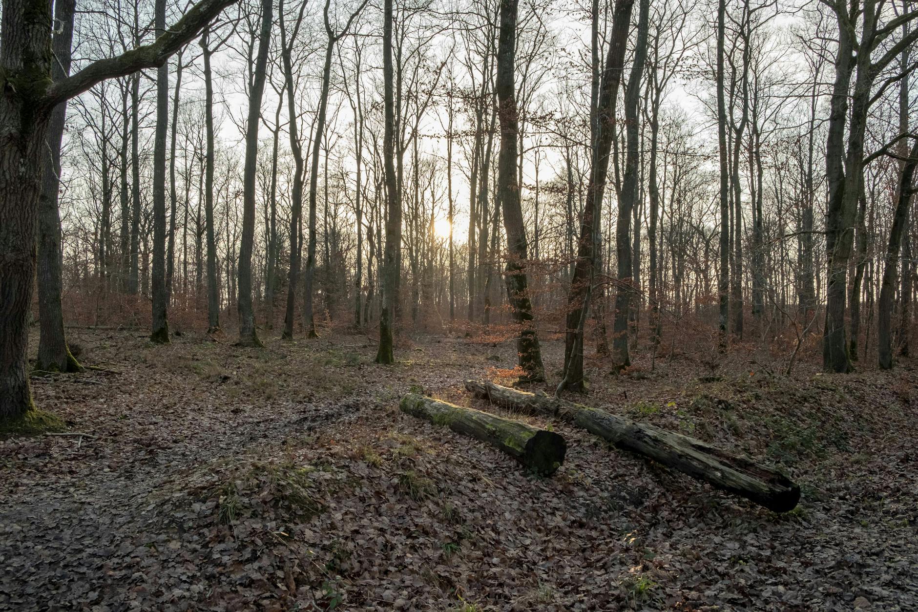 Mordfall Wald Göttingen Illustration zu Mordfall Wald Göttingen