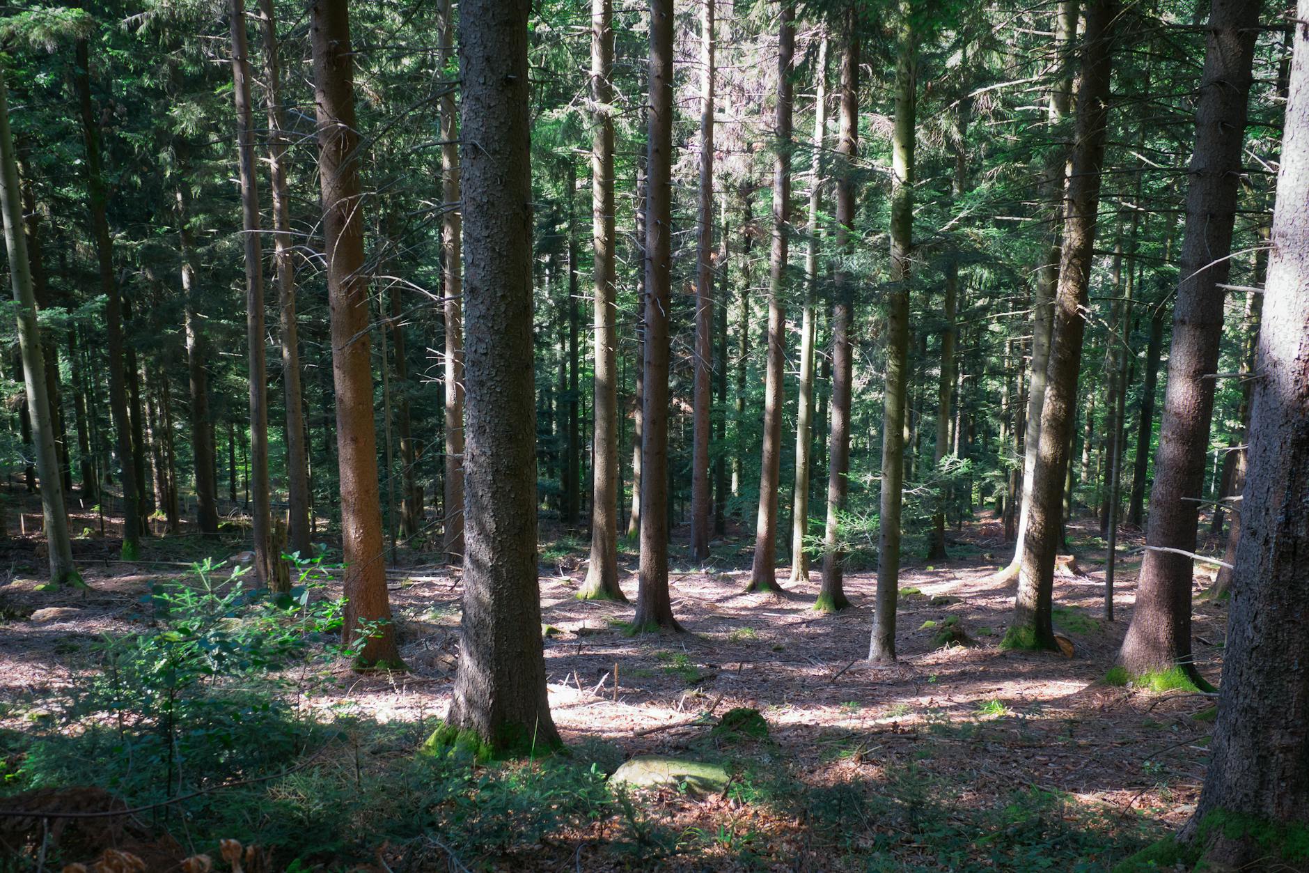 Mordfall Wald Göttingen Detailansicht: Mordfall Wald Göttingen