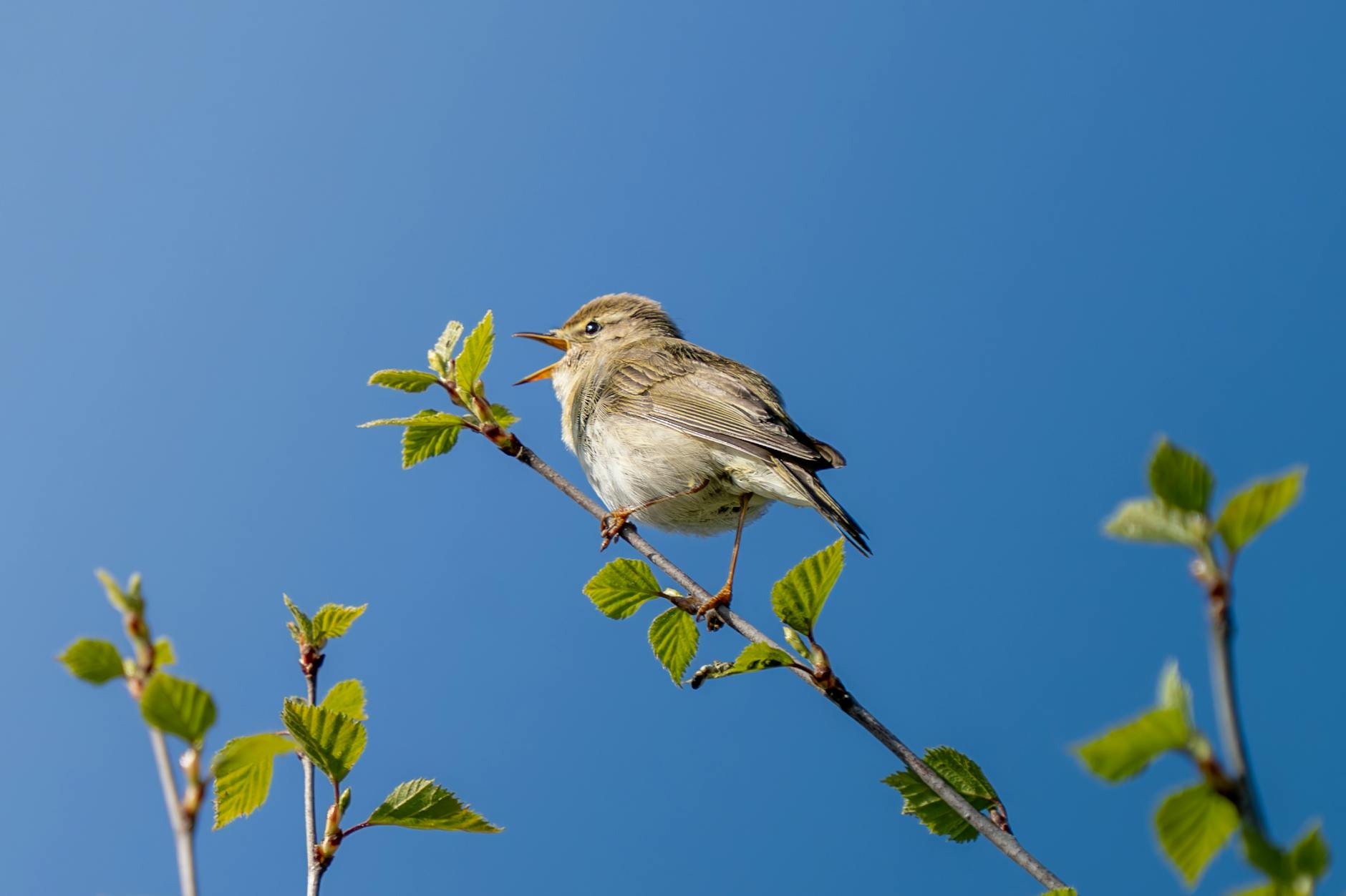 Nabu Vogelzählung Ergebnisse Symbolbild zum Thema Nabu Vogelzählung Ergebnisse