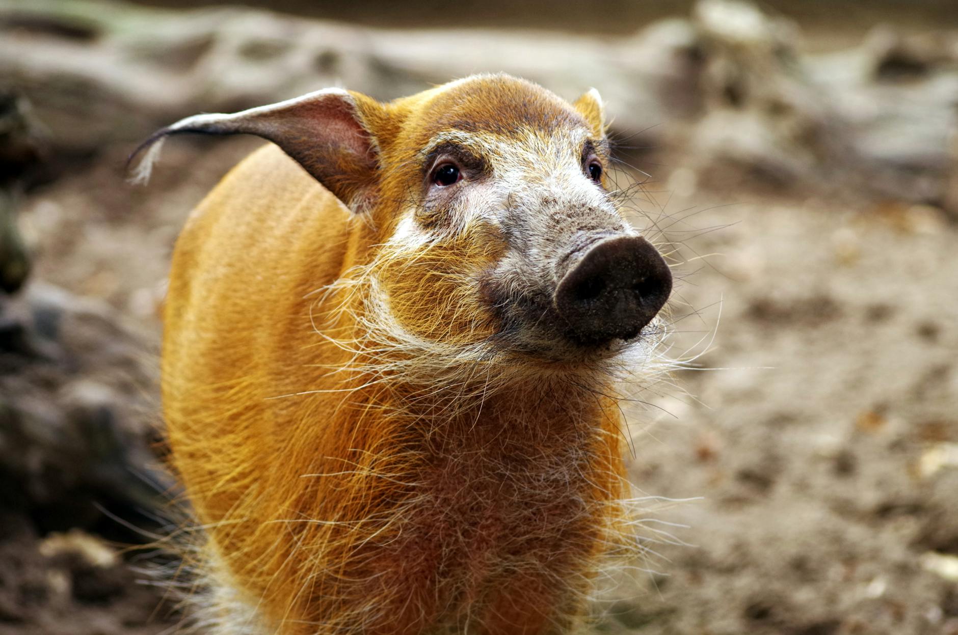 Neue Tierarten Entdeckt Symbolbild zum Thema Neue Tierarten Entdeckt