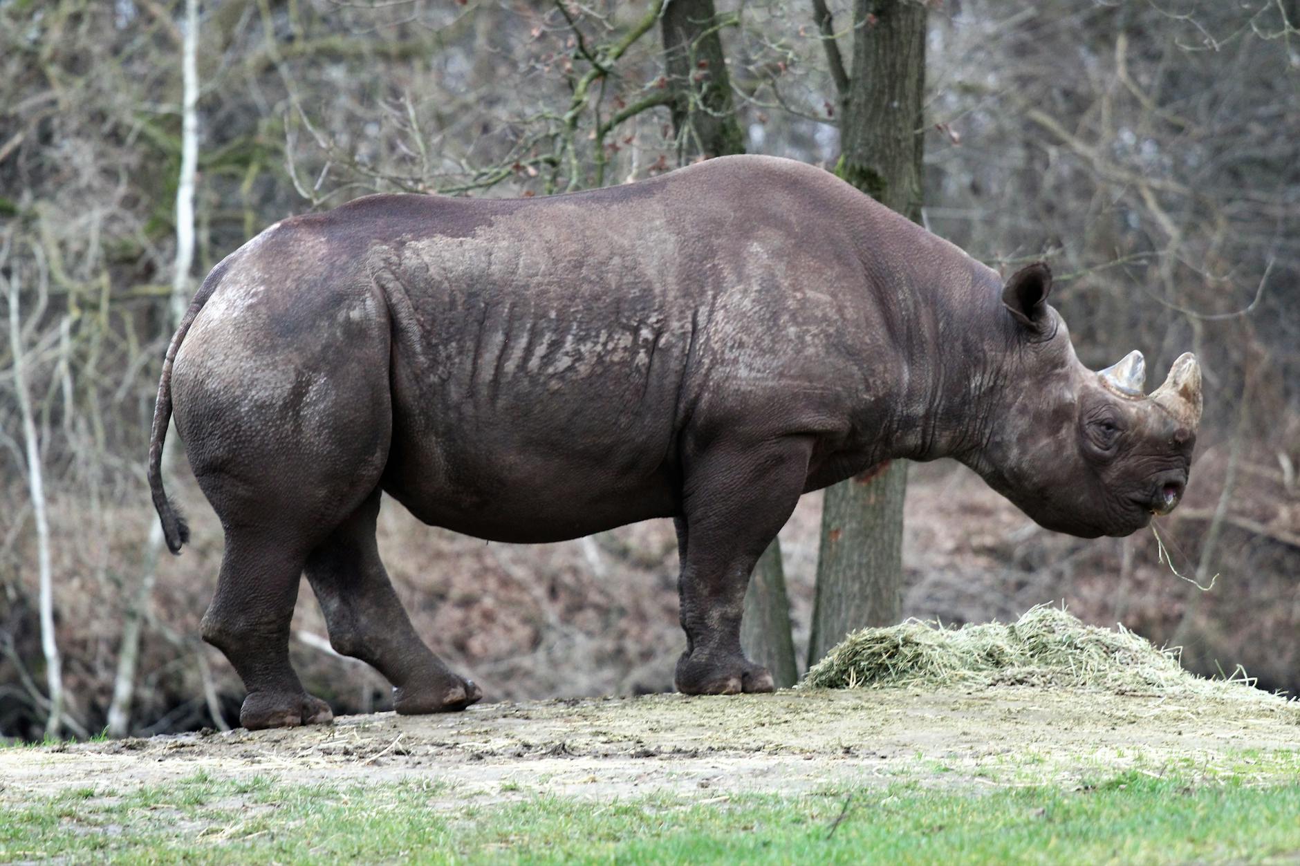 Neue Tierarten Entdeckt Detailansicht: Neue Tierarten Entdeckt