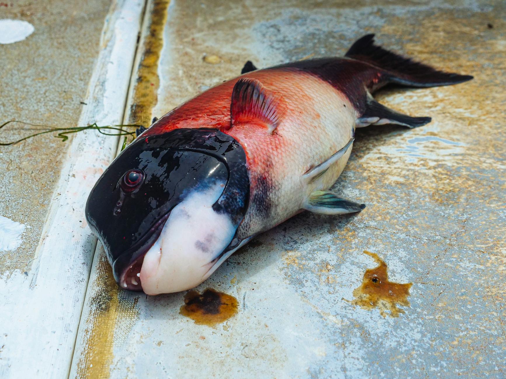 Penisfische Argentinien Symbolbild zum Thema Penisfische Argentinien