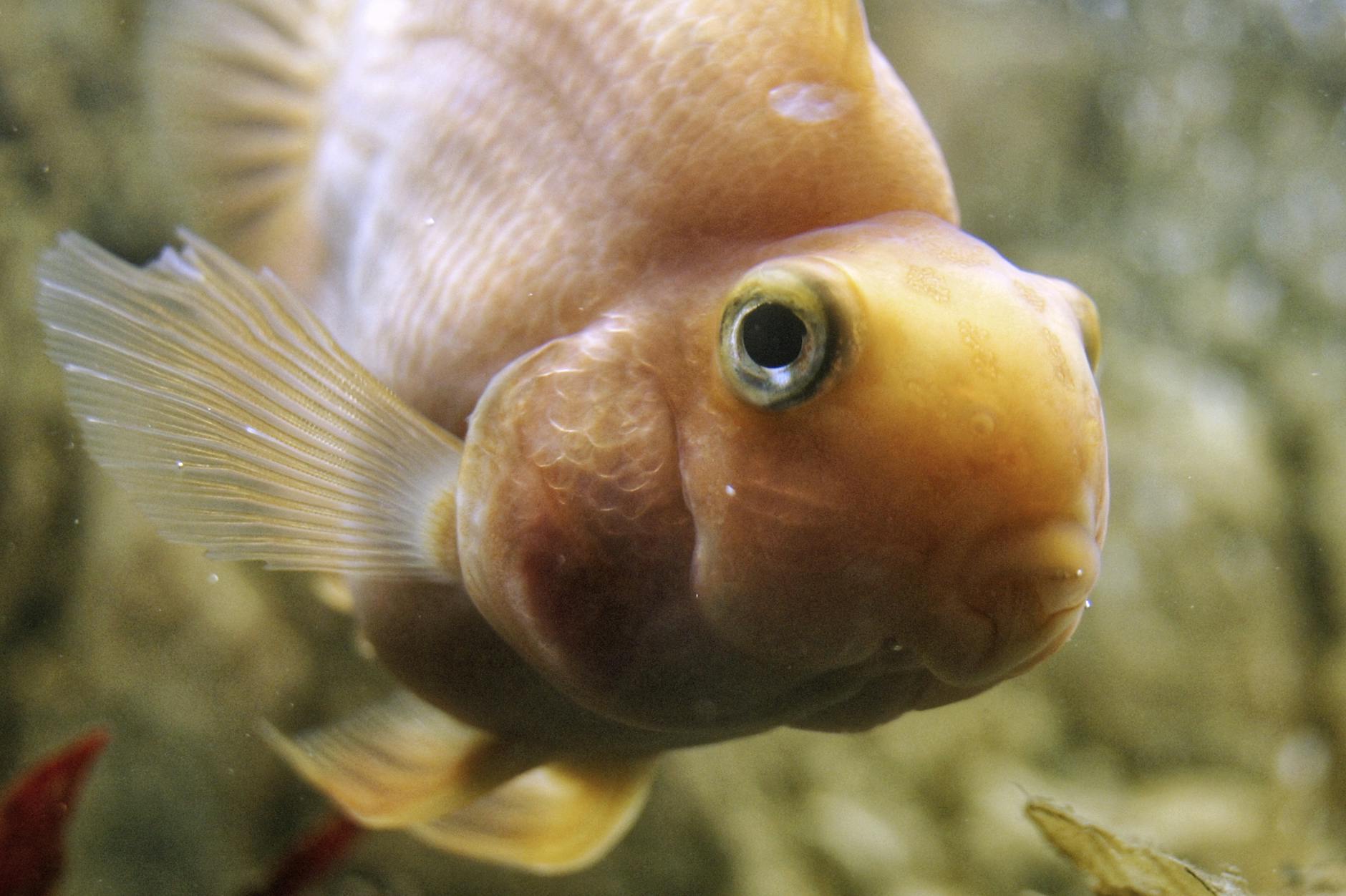 Penisfische Argentinien Detailansicht: Penisfische Argentinien