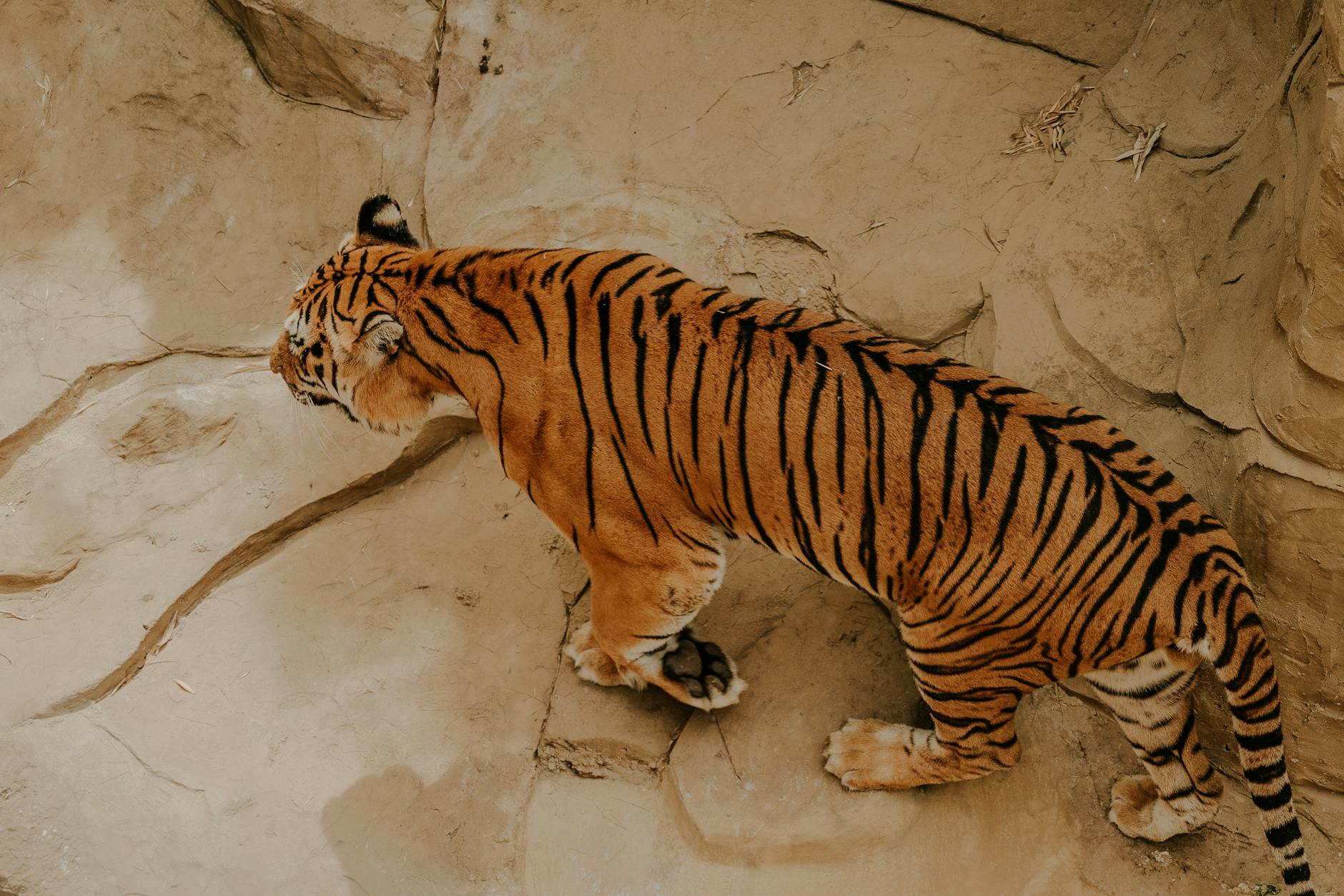 Peta Tigerhaltung Illustration zu Peta Tigerhaltung