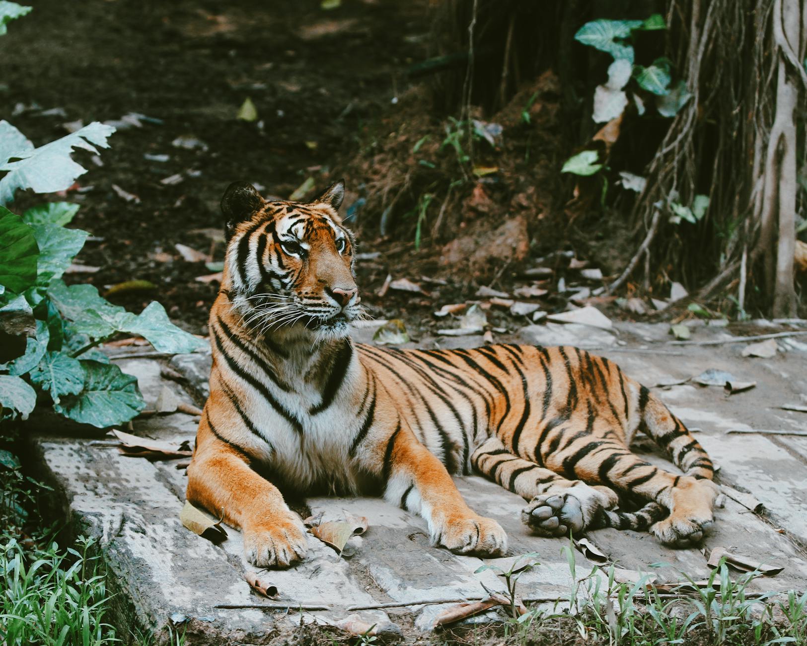Peta Tigerhaltung Detailansicht: Peta Tigerhaltung