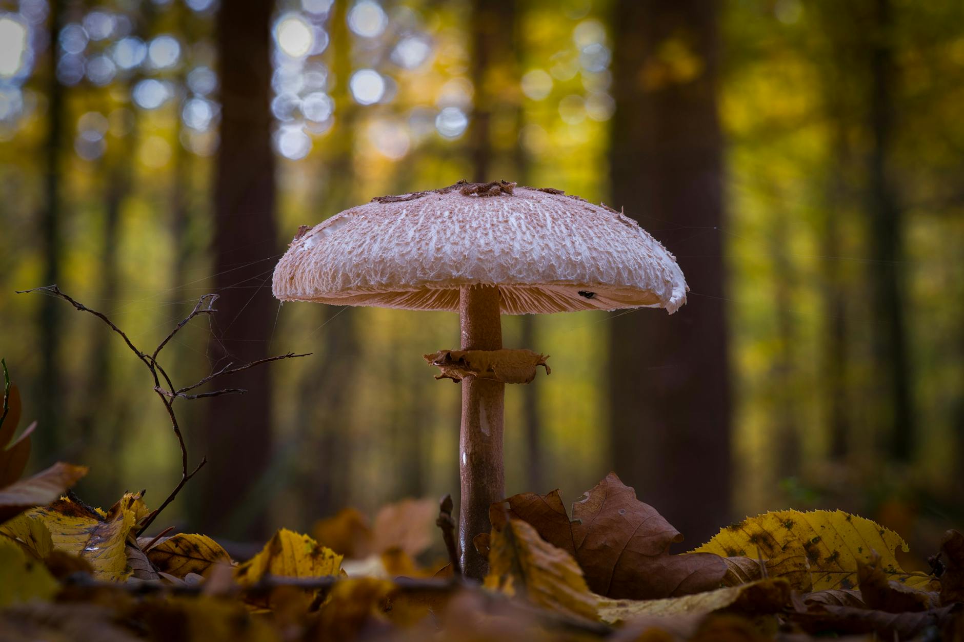 Detailansicht: Pilze Sammeln Regeln