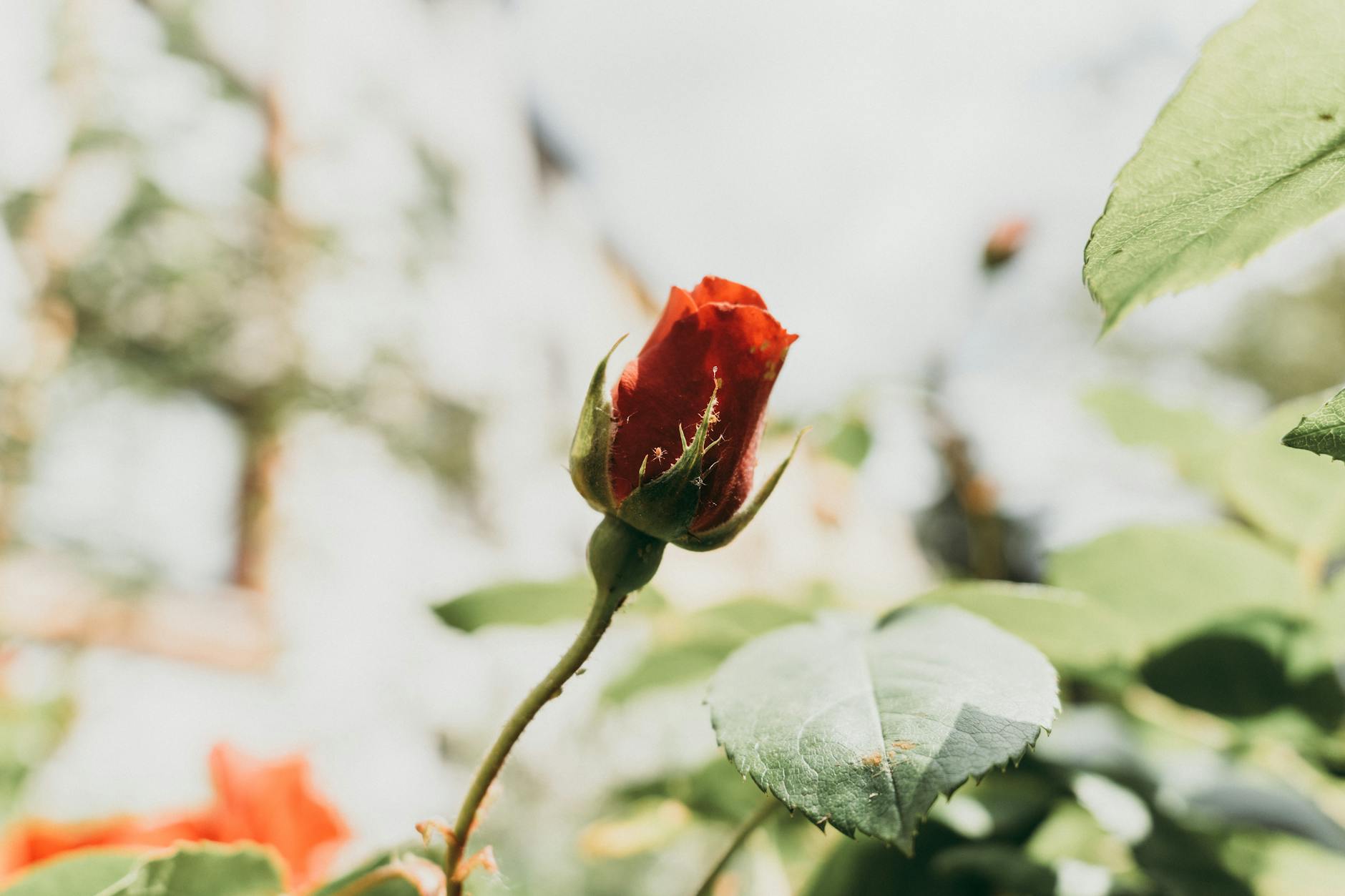 Rote Rosen Illustration zu Rote Rosen
