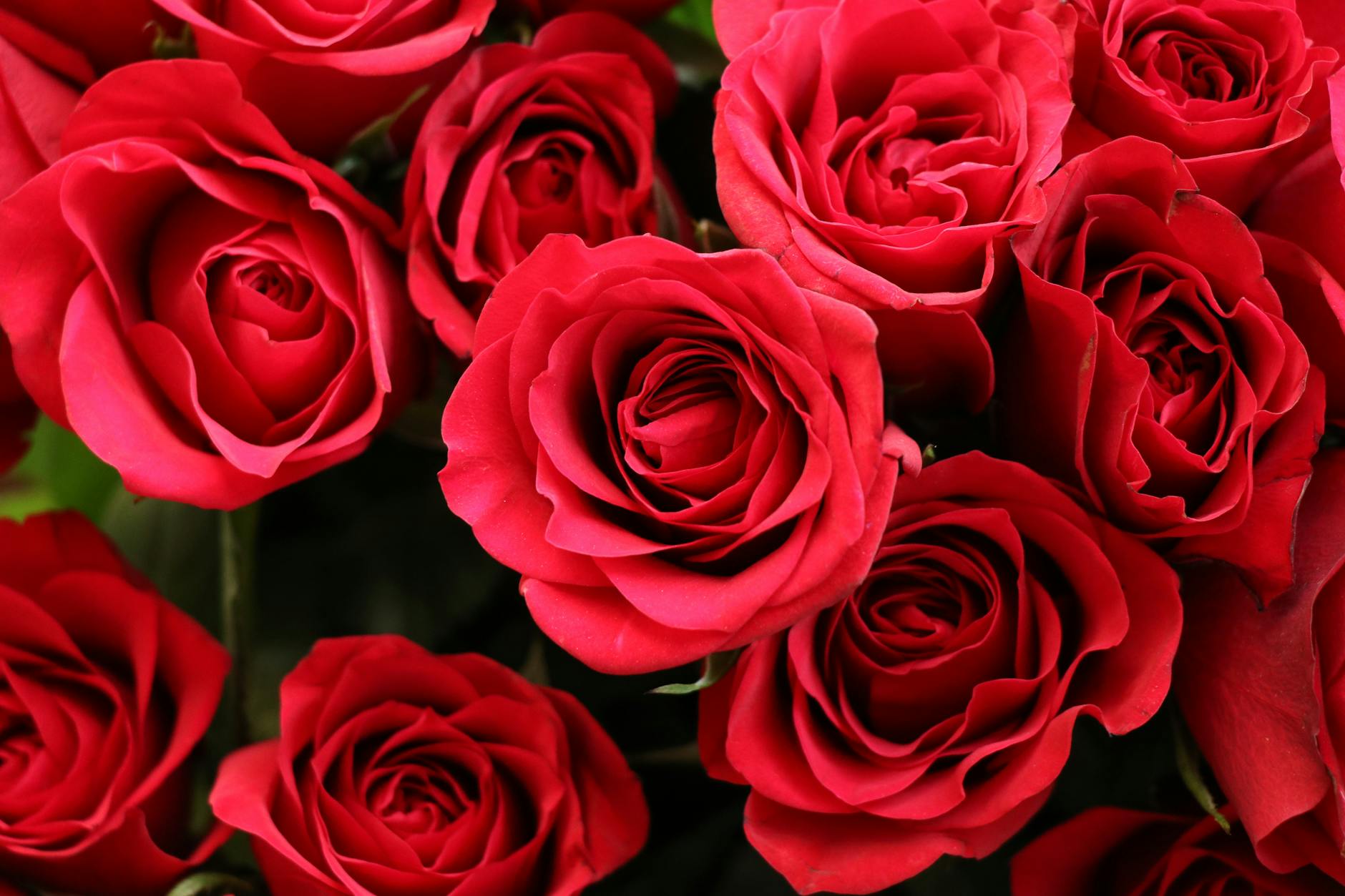 Rote Rosen Detailansicht: Rote Rosen